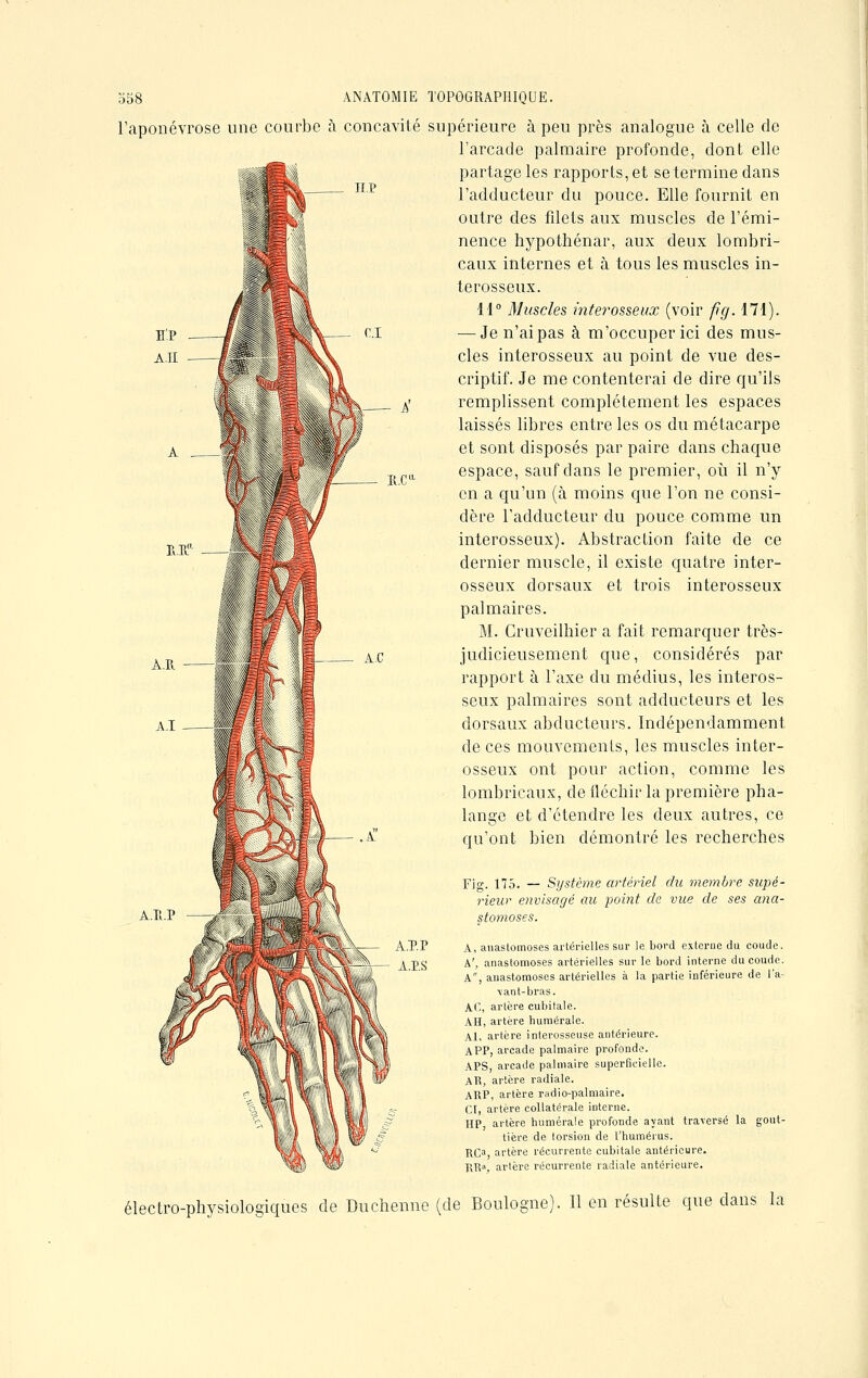 l'aponévrose une courbe à concavité supérieure à peu près analogue à celle de l'arcade palmaire profonde, dont elle partage les rapports, et se termine dans l'adducteur du pouce. Elle fournit en outre des filets aux muscles de l'émi- nence hypothénar, aux deux lombri- caux internes et à tous les muscles in- terosseux. 11° Muscles intei^osseux (voir fig. 171). — Je n'ai pas à m'occuper ici des mus- cles interosseux au point de vue des- criptif. Je me contenterai de dire qu'ils remplissent complètement les espaces laissés libres entre les os du métacarpe et sont disposés par paire dans chaque espace, sauf dans le premier, où il n'y en a qu'un (à moins que l'on ne consi- dère l'adducteur du pouce comme un interosseux). Abstraction faite de ce dernier muscle, il existe quatre inter- osseux dorsaux et trois interosseux palmaires. M. Gruveilhier a fait remarquer très- judicieusement que, considérés par rapport à l'axe du médius, les interos- seux palmaires sont adducteurs et les dorsaux abducteurs. Indépendamment de ces mouvements, les muscles inter- osseux ont pour action, comme les lombricaux, de fléchir la première pha- lange et d'étendre les deux autres, ce qu'ont bien démontré les recherches Fig. 175. — Système artériel du membre supé- rieur envisagé au point de vue de ses ana- stomoses. A, anastomoses artérielles sur le bord externe du coude. A', anastomoses artérielles sur le bord interne du coude. A, anastomoses artérielles à la partie inférieure de l'a- \ an t- bras. AC, artère cubitale. AH, artère humérale. Al, artère interosseuse antérieure. APP, arcade palmaire profonde APS, arcade palmaire superficielle. AR, artère radiale. ARP, artère radio-palmaire. CI, artère collatérale interne. HP, artère humérale profonde ayant traversé la gout- tière de (orsion de l'humérus. RO, artère récurrente cubitale antérieure. RRa, artère récurrente radiale antérieure. électro-physiologiques de Duchenne (de Boulogne). Il en résulte que dans la A.H.I