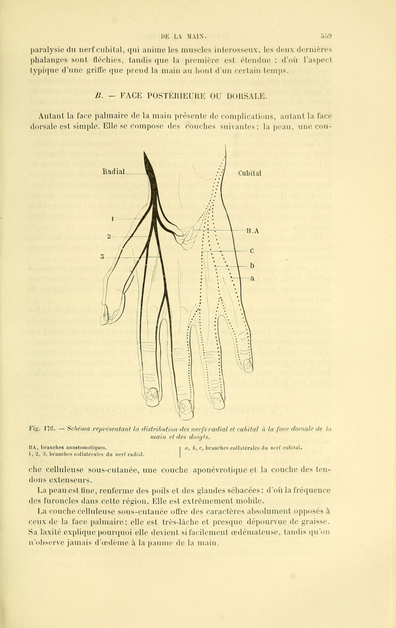 paralysie du nerf cubital, qui anime les muscles interosseux, Les deux dernières phalanges sont fléchies, tandis que la première est étendue : d'où L'aspect typique d'une griffe que prend la main au bout d'un certain temps. B. - FACE POSTÉRIEURE OU DORSALE. Autant la face palmaire de la main présente de complications, autant la face dorsale est simple. Elle se compose des couches suivantes: la peau, une cou- Radial Cubital B.A Fig. 17G. — Schéma représentant la distribution des nerfs radial et cubital à la face dorsale de lu main et des doigts. BA, branches anastomotiques. 1, 2, 3, branches collatérales du nerf radial. a, b, c, branches collatérales du nerf cubital. che celluleuse sous-cutanée, une couche aponévrotique et la couche des ten- dons extenseurs. La peau est fine, renferme des poils et des glandes sébacées : d'où la fréquence des furoncles dans cette région. Elle est extrêmement mobile. La couche celluleuse sous-cutanée offre des caractères absolument opposés à ceux de la face palmaire: elle est très-làche et presque dépourvue de graisse. Sa laxité explique pourquoi elle devient sifacilement œdémateuse, tandis qu'on n'observe jamais d'œdème à la paume de la main.