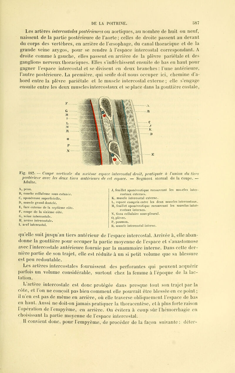 Les artères intercostales postérieures ou aortiques, au nombre de huit ou neuf, naissent de la partie postérieure de l'aorte; celles de droite passent au devant du corps des vertèbres, en arrière de l'œsophage, du canal thoracique et de la grande veine azygos, pour se rendre à l'espace intercostal correspondant. A droite comme à gauche, elles passent en arrière de la plèvre pariétale et des ganglions nerveux thoraciques. Elles s'infléchissent ensuite de bas en haut pour gagner l'espace intercostal et se divisent en deux branches: l'une antérieure, l'autre postérieure. La première, qui seule doit nous occuper ici, chemine d'a- bord entre la plèvre pariétale et le muscle intercostal externe ; elle s'engage ensuite entre les deux muscles intercostaux et se place dans la gouttière costale, Fig. 182. — Coupe verticale du sixième espace intercostal droit, pratiquée à l'union du tiers postérieur avec les deux tiers antérieurs de cet espace. — Segment sternal de la coupe. — Adulte. A, peau. B, couche celluleuse sous-cutanéc. C, aponévrose superficielle. 1), muscle grand dentelé. E, face externe de la septième côte. V, coupe de la sixième côle. G, veine intercostale. H, arlère intercostale. I, nerf intercostal. J, feuillet aponévrotique recouvrant les mu.-cles inter- costaux externes. K, muscle intercostal externe. L, espace compris entre les deux muscles intercostaux. M, feuillet aponévrotique recouvrant les muscles inter- costaux internes. N, tissu cellulaire sous-pleural. 0, plèvre. P, poumon. \\, muscle intercostal interne. qu'elle suit jusqu'au tiers antérieur de l'espace intercostal. Arrivée à, elle aban- donne la gouttière pour occuper la partie moyenne de l'espace et s'anastomose avec l'intercostale antérieure fournie par la mammaire interne. Dans cette der- nière partie de son trajet, elle est réduite à un si petit volume que sa blessure est peu redoutable. Les artères intercostales fournissent des perforantes qui peuvent acquérir parfois un volume considérable, surtout chez la femme à l'époque de la lac- tation. L'artère intercostale est donc protégée dans presque tout son trajet par la côte, et l'on ne conçoit pas bien comment elle pourrait être blessée en ce point ; il n'en est pas de même en arrière, où elle traverse obliquement l'espace de bas en haut. Aussi ne doit-on jamais pratiquer la thoracentèse, et à plus forte raison l'opération de l'empyème, en arrière. On évitera à coup sur Thémorrhagie en choisissant la partie moyenne de l'espace intercostal. Il convient donc, pour 1'empyè.me, de procéder de la façon suivante : doter-