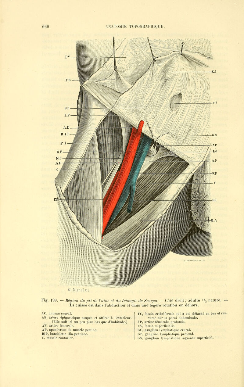 3 •1 G.Nicole Fig. 199. — Région du pli de Vaine et du triangle de Scarpa. — Côté droit ; adulte >/3 nature. — La cuisse est dans l'abduction et dans une légère rotation en dehors. AC, anneau crural. AE, artère épi gastrique coupée et attirée à l'extérieur. (Elle naît ici un peu plus bas que d'habitude.) AF, artère fémorale. AP, aponévrose du muscle pectine. BIP, bandelette ilio-pectinée. C, muscle couturier. FC, fascia cribriformis qui a été détaché en bas et ren- versé sur la paroi abdominale. FP, artère fémorale profonde. FS, fascia superficialis. GC, ganglion lymphatique crural. GP, ganglion lymphatique profond. GS, ganglion lymphatique inguinal superficiel.