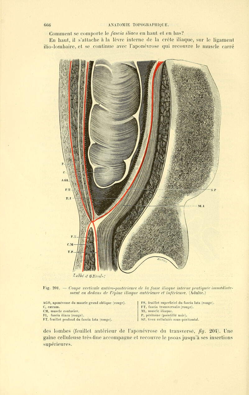 Gomment se comporte le fascia iliaca en haut et en bas? En haut, il s'attache à la lèvre interne de la crête iliaque, sur le ligament ilio-lombaire, et se continue avec l'aponévrose qui recouvre le muscle carré lallé et GrWicohL Fig. 201. — Coupe verticale antéro-postériewe de la fosse iliaque interne pratiquée immédiate- ment en dedans de l'épine iliaque antérieure et inférieure. (Adulte.) AGO, aponévrose du muscle grand oblique (rouge). C, caecum. CM, muscle couturier. FI, fascia iliaca (rouge). FT, feuillet profond du fascia lata (rouge). FS, feuillet superficiel du fascia lata (rouge). FT, fascia transversalis (rouge). MI, muscle iliaque. P, péritoine (pointillé noir). SP, tissu cellulaire sous-périlonéal. des lombes (feuillet antérieur de l'aponévrose du transversé, fig. 204). Une gaine celluleuse très-fine accompagne et recouvre le psoas jusqu'à ses insertions supérieures.