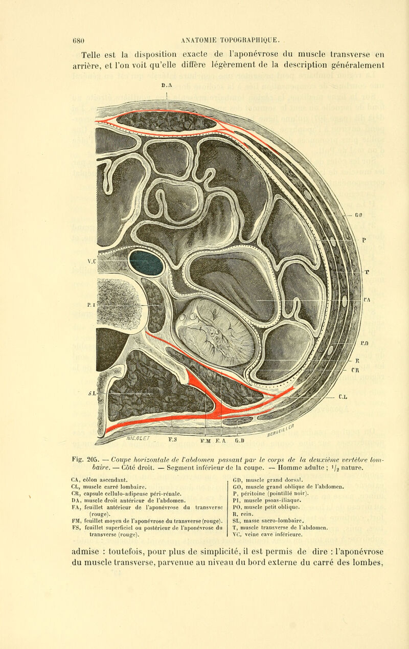 Telle est la disposition exacte de l'aponévrose du muscle transverse en arrière, et l'on voit qu'elle diffère légèrement de la description généralement VM K. A. Fig. 205. — Coupe horizontale de Vabdomen passant par le corps de la deuxième vertèbre lom- baire. — Côté droit. — Segment inférieur de la coupe. — Homme adulte ; ]/2 nature. CA, côlon ascendant. CL, muscle carré lombaire. CR, capsule cellulo-adipeuse péri-rénale. DA, muscle droit antérieur de l'abdomen. FA, feuillet antérieur de l'aponévrose du transverse (rouge). FM, feuillet moyen de l'aponévrose du transverse (rouge). FS, feuillet superficiel ou postérieur de l'aponévrose du transverse (rouge). CD, muscle grand dorsal. GO, muscle grand oblique de l'abdomen. P, péritoine (pointillé noir). PI, muscle psoas-iliaque. PO, muscle petit oblique. R, rein. SL, masse sacro-lombaire. T, muscle transverse de l'abdomen. VC, veine cave inférieure. admise : toutefois, pour plus de simplicité, il est permis de dire : l'aponévrose du muscle transverse, parvenue au niveau du bord externe du carré des lombes,