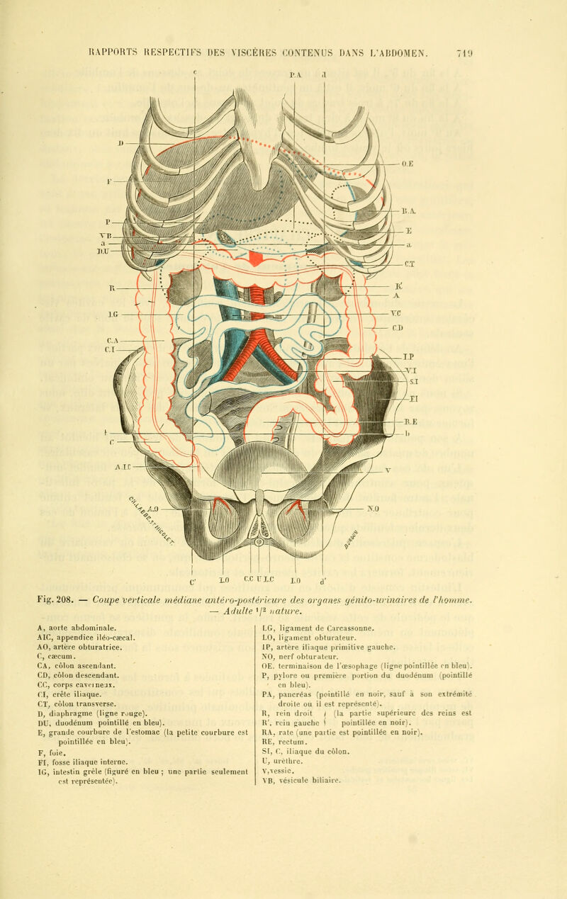 RAPPORTS RESPECTIFS DES VISCÈRES CONTENUS DANS L'ABDOMEN. I'.A. il 719 Fig. 208. — Coupe verticale médiane antéro-postérieure des organes génito-urinaires de l'homme. — Adulte *l2 nature. LG, ligament de Carcassonne. LO, ligament obturateur. 1P, artère iliaque primitive gauche. NO, nerf obturateur. OE, terminaison de l'œsophage (ligne pointillée rn bleu*. P, pylore ou première portion du duodénum ipointillé en bleu). PA, pancréas (pointillé en noir, sauf à son extrémité droite ou il est représenté . R, rein droit ( (la partie supérieure des reins est R', rciu gauche * pointillée en noir). RA, raie (une partie est pointillée en noir). RE, rectum. SI, C, iliaque du côlon. U, urèlhre. V,vessic. VB, vésicule biliaire. A, aorte abdominale. AIC, appendice iléo-cœcal. AO, artère obturatrice. C, caecum. CA, côlon ascendant. CD, côlon descendant. CC, corps caverneux. CI, crête iliaque. CT, côlon transverse. D, diaphragme (ligne r^uge). DU, duodénum pointillé en bleu). E, grande courbure de l'estomac (la petite courbure est pointillée en bleu). F, foie. FI, fosse iliaque interne. IG, intestin grêle (figuré en bleu ; une parlie seulement est représentée).