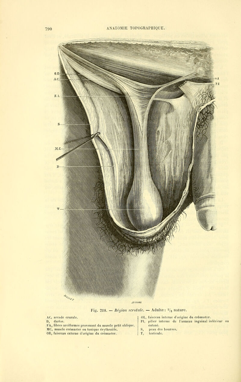 Fig. 218. — Région scrotale. — Adulte: 2/3 nature. AC, arcade crurale. D, dartos. FA, fibres arciformes provenant du muscle petit oblique. MC, muscle crémaster ou tunique érythroïde. OE, faisceau externe d'origine du crémaster. OL, faisceau interne d'origine du crémaster. PI, pilier interne de l'anneau inguinal inférieur ou cutané. S, peau des bourses. T, testicule.