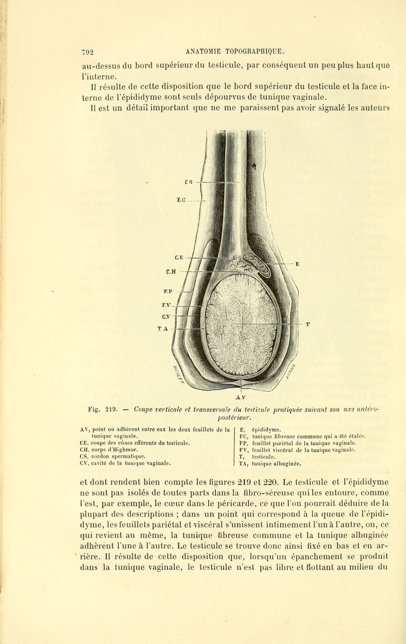 au-dessus du bord supérieur du testicule, par conséquent un peu plus haut que l'interne. Il résulte de cette disposition que le bord supérieur du testicule et la face in- terne de l'épididyme sont seuls dépourvus de tunique vaginale. Il est un détail important que ne me paraissent pas avoir signalé les auteurs Fig. 219. — Coupe verticale et transversale du testicule pratiquée suivant son axe antéro- postérieur. AV, point où adhèrent entre eux les deux feuillets de la tunique vaginale. CE, coupe des cônes efférents du testicule. CH, corps d'Highmor. CS, cordon spermatique. CV, cavité de la tunique vaginale. E, épididyme. FC, tunique fibreuse commune qui a été étalée. FP, feuillet pariétal de la tunique vaginale. FV, feuillet viscéral de la tunique vaginale. T, testicule. TA, tunique albuginée. et dont rendent bien compte les figures 219 et 220. Le testicule et l'épididyme ne sont pas isolés de toutes parts dans la fibro-séreuse qui les entoure, comme l'est, par exemple, le cœur dans le péricarde, ce que l'on pourrait déduire de la plupart des descriptions ; clans un point qui correspond à la queue de l'épidi- dyme, les feuillets pariétal et viscéral s'unissent intimement l'un à l'autre, ou, ce qui revient au même, la tunique fibreuse commune et la tunique albuginée adhèrent l'une à l'autre. Le testicule se trouve donc ainsi fixé en bas et en ar- rière. Il résulte de cette disposition que, lorsqu'un épanchement se produit dans la tunique vaginale, le testicule n'est pas libre et flottant au milieu du