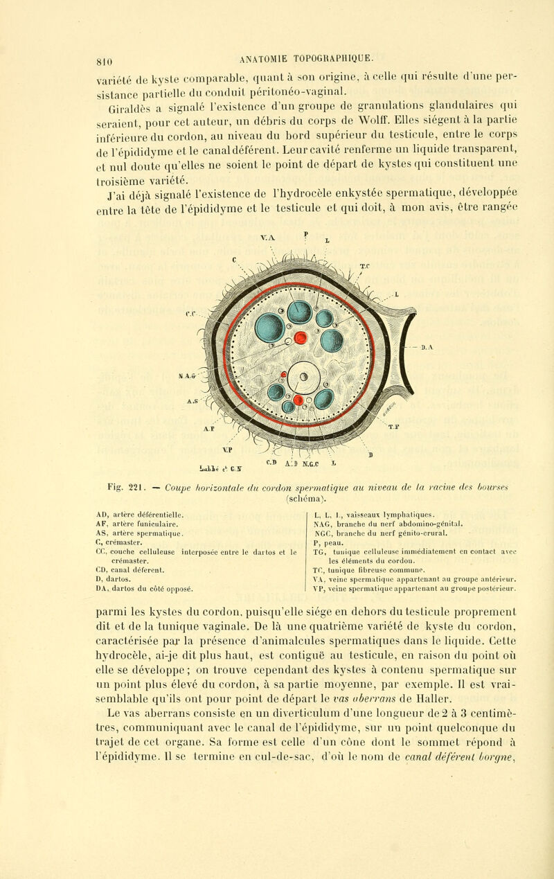 variété de kyste comparable, quanta son origine, à celle qui résulte d'une per- sistance partielle du conduit péritonéo-vaginal. Giraldès a signalé l'existence d'un groupe de granulations glandulaires qui seraient, pour cet auteur, un débris du corps de Wolff. Elles siègent à la partie inférieure du cordon, au niveau du bord supérieur du testicule, entre le corps de l'épididyme et le canal déférent. Leur cavité renferme un liquide transparent, et nul doute qu'elles ne soient le point de départ de kystes qui constituent une troisième variété. J'ai déjà signalé l'existence de l'hydrocèle enkystée spermatique, développée entre la tête de l'épididyme et le testicule et qui doit, à mon avis, être rangée Fig. 221. — Coupe horizontale du cordon spermatique au niveau de la racine des bourses (schéma). AD, artère déférentielle. A F, artère funiculaire. AS, artère spermatique. C, crémaster. CC, couche celluleuse interposée entre le dartos et crémaster. CD, canal défèrent. D, dartos. DA, dartos du côté opposé. L. L, 1., vaisseaux lymphatiques. NAG, branche du nerf abdomino-génital. NGC, branche du nerf génito-crural. P, peau. TG, tunique celluleuse immédiatement en contact avec les éléments du cordon. TG, tunique fibreuse commune. VA, veine spermatique appartenant au groupe antérieur. VP, veine spermatique appartenant au groupe postérieur. parmi les kystes du cordon, puisqu'elle siège en dehors du testicule proprement dit et de la tunique vaginale. De là une quatrième variété de kyste du cordon, caractérisée par la présence d'animalcules spermatiques dans le liquide. Cette hydrocèle, ai-je dit plus haut, est contiguë au testicule, en raison du point où elle se développe ; on trouve cependant des kystes à contenu spermatique sur un point plus élevé du cordon, à sa partie moyenne, par exemple. Il est vrai- semblable qu'ils ont pour point de départ le vas uberrans de Haller. Le vas aberrans consiste en un diverticulum d'une longueur de 2 à 3 centimè- tres, communiquant avec le canal de l'épididyme, sur un point quelconque du trajet de cet organe. Sa forme est celle d'un cône dont le sommet répond à Tépididynie. 11 se termine en cul-de-sac, d'où le nom de canal déférent borgne,