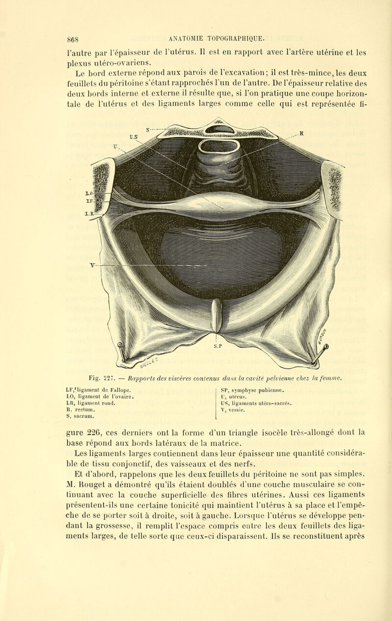 l'autre par l'épaisseur de l'utérus. Il est en rapport avec l'artère utérine et les plexus utéro-ovariens. Le bord externe répond aux parois de l'excavation; il est très-mince, les deux feuillets du péritoine s'étant rapprochés l'un de l'autre. De l'épaisseur relative des deux bords interne et externe il résulte que, si l'on pratique une coupe horizon- tale de l'utérus et des ligaments larges comme celle qui est représentée fi- X.H Fig. 227. — Rapports des viscères contenus dans la cavité pelvienne chez la femme. LF,nigament de Fallope. LO, ligament de l'ovaire. LR, ligament rond. R, rectum. S, sacrum. SP, symphyse pubienne. U, utérus. US, ligaments utéro-sacrés. V, vessie. gure 226, ces derniers ont la forme d'un triangle isocèle très-allongé dont la base répond aux bords latéraux de la matrice. Les ligaments larges contiennent dans leur épaisseur une quantité considéra- ble de tissu conjonctif, des vaisseaux et des nerfs. Et d'abord, rappelons que les deux feuillets du péritoine ne sont pas simples. M. Rouget a démontré qu'ils étaient doublés d'une couche musculaire se con- tinuant avec la couche superficielle des fibres utérines. Aussi ces ligaments présentent-ils une certaine tonicité qui maintient l'utérus à sa place et l'empê- che de se porter soit à droite, soit à gauche. Lorsque l'utérus se développe pen- dant la grossesse, il remplit l'espace compris entre les deux feuillets des liga- ments larges, de telle sorte que ceux-ci disparaissent. Ils se reconstituent après