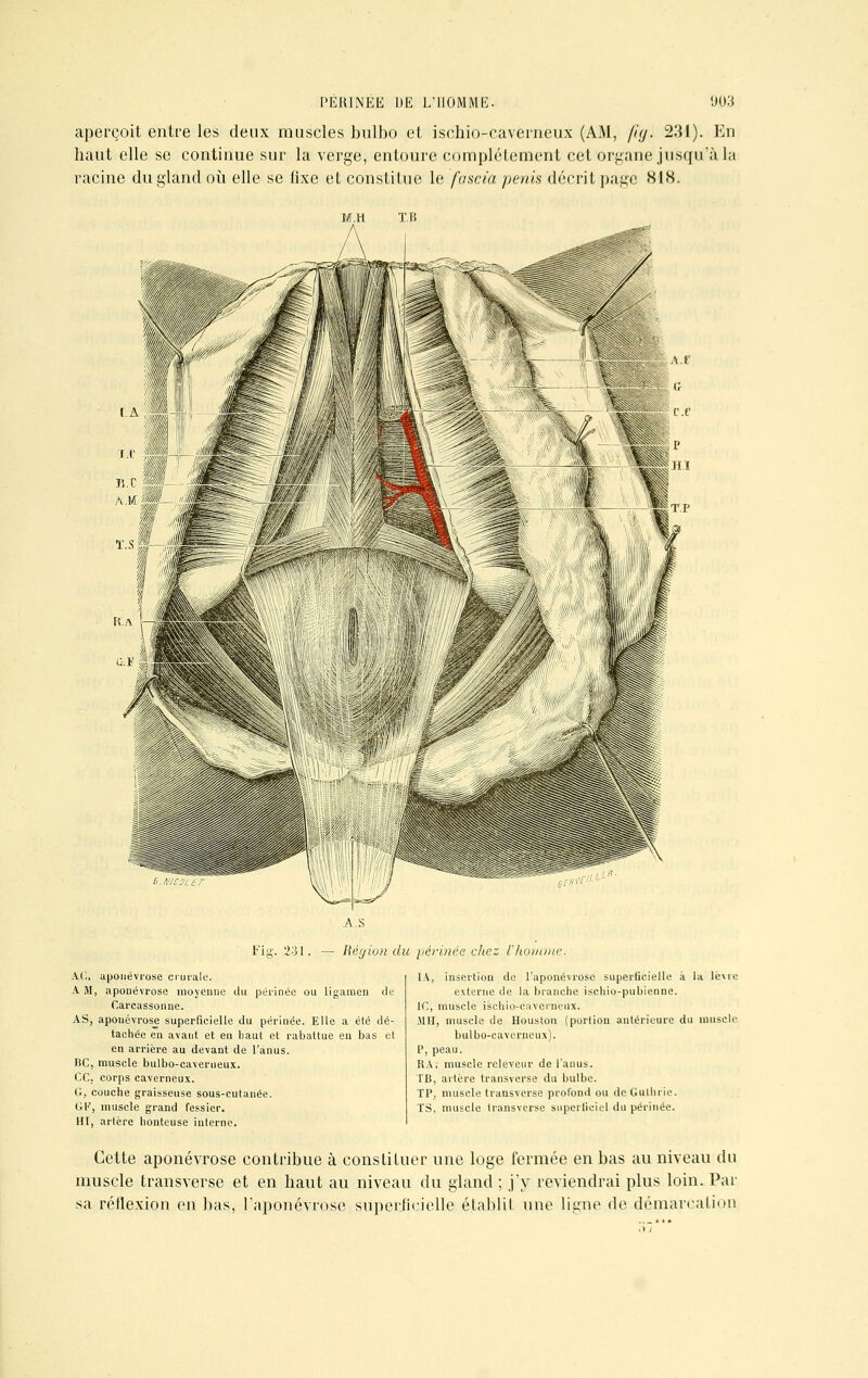 aperçoit entre les deux muscles bulbo et ischio-caverneux (AM, fîg. 231). En haut elle se continue sur la verge, entoure complètement cet organe jusqu'à la racine du gland où elle se fixe et constitue le fuscia pénis décrit page 818. A.S Fig. 231. — Région du périnée chez Vhomme.. AC, aponévrose crurale. A M, aponévrose moyenne du périnée ou ligamcn de Carcassoniie. AS, aponévrose superficielle du périnée. Elle a été dé- tachée en avant et en haut et rabattue en bas et en arrière au devant de l'anus. I!C, muscle bulbo-caverueux. CC, corps caverneux. G, couche graisseuse sous-cutanée. Gl?, muscle grand fessier. HI, artère honteuse interne. du m use lo IA, insertion de l'aponévrose superficielle à la lèvre externe de la branche ischio-pubienne. 10, muscle ischio-caverneux. M H, muscle de Houston (portion antérieure bulbo-cavcrneux). P, peau. RA, muscle releveur de l'anus. TB, altère transverse du bulbe. TP, muscle transverse profond ou de Guthrie. TS, muscle transverse superficiel du périnée. Cette aponévrose contribue à constituer une loge fermée en bas au niveau du muscle transverse et en haut au niveau du gland ; j'y reviendrai plus loin. Par sa réflexion en bas, l'aponévrose superficielle établit une ligne de démarcation