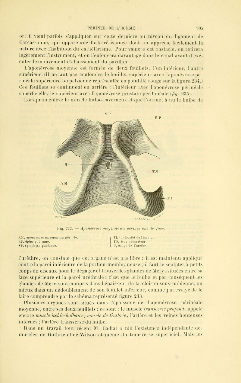 or, il vient parfois s'appliquer sur cette dernière au niveau du ligament de Carcassonne, qui oppose une forte résistance dont on apprécie facilement la nature avec l'habitude du cathétérisme. Pour vaincre cet obstacle, on retirera légèrement l'instrument, et on l'enfoncera davantage dans le canal avant d'exé- cuter le mouvement d'abaissement du pavillon. L'aponévrose moyenne est formée de deux feuillets, l'un inférieur, L'autre supérieur. (Il ne faut pas confondre le feuillet supérieur avec l'aponévrose pé- rinéale supérieure ou pelvienne représentée en pointillé rouge sur la ligure 234.) Ces feuillets se continuent en arrière : l'inférieur avec l'aponévrose périnéale superficielle, le supérieur avec l'aponévrose prostalo-périlonôale {fig. 235). Lorsqu'on enlève le muscle bulbo-caverneux et que l'on met à nu le bulbe de s.p E.P Fig. 232. — Aponévrose moyenne du périnée vue de face. A AI, aponévrose moyenne du périnée. KP, épine pubienne. SP, symphyse pubienne. TI, lubérosité de l'ischion. TO, trou obturateur. U, coupe de l'urèthre. l'urèthre, on constate que cet organe n'est pas libre ; il est maintenu appliqué contre la paroi inférieure de la portion membraneuse ; il faut le sculpter à petits coups de ciseaux pour le dégager et trouver les glandes de Méry, situées entre sa face supérieure et la paroi uréthrale : c'est que le bulbe et par conséquent les glandes de Méry sont compris dans l'épaisseur de la cloison sous-pubienne, ou mieux dans un dédoublement de son feuillet inférieur, comme j'ai essayé de le faire comprendre par le schéma représenté figure 233. Plusieurs organes sont situés dans l'épaisseur de l'aponévrose périnéale moyenne, entre ses deux feuillets ; ce sont : le muscle transverse profond, appelé encore muscle ischio-bulbaire, muscle de Guthrie; l'artère et les veines honteuses internes ; l'artère transverse du bulbe. Dans un travail tout récent M. Gadiat a nié l'existence indépendante des muscles de Guthrie et de Wilson et même du transverse superficiel. Mais les