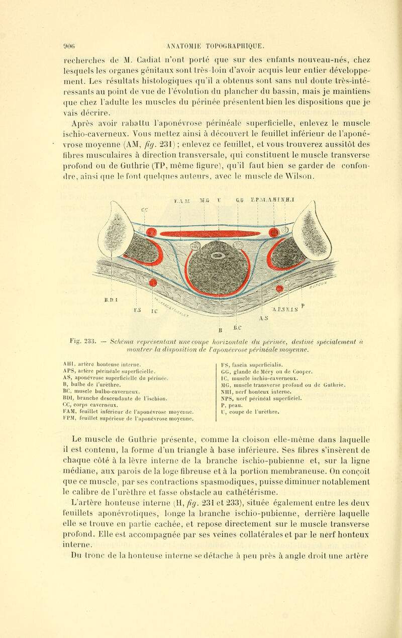 recherches de M. Gadiat n'ont porté que sur des enfants nouveau-nés, chez lesquels les organes génitaux sont très-loin d'avoir acquis leur entier développe- ment. Les résultats histologiques qu'il a obtenus sont sans nul doute très-inté- ressants au point de vue de l'évolution du plancher du bassin, mais je maintiens que chez l'adulte les muscles du périnée présentent bien les dispositions que je vais décrire. Après avoir rabattu l'aponévrose périnéalè superficielle, enlevez le muscle ischio-càverneux. Vous mettez ainsi à découvert le feuillet inférieur de l'aponé- vrose moyenne (AM, fig. 231) ; enlevez ce feuillet, et vous trouverez aussitôt des libres musculaires à direction transversale, qui constituent le muscle transverse profond ou de Guthrie (TP, môme figure), qu'il faut bien se garder de confon- dre, ainsi que le font quelques auteurs, avec le muscle de Wilson. ï.A.AI M.& V G-.fr Ï.M.A.HIU.I Fig. 233. — Schéma représentant une coupe horizontale du périnée, destiné spécialement à montrer la disposition de Vaponévrose périnéalè moyenne. AH1, artère honteuse interne. APS, artère périnéalè superficielle. AS, aponévrose superficielle du périnée. B, bulbe de l'urèthre. BC, muscle bulbo-caverneux. BDI, branche descendante de l'ischion. CC, corps caverneux. PAM, feuillet inférieur de l'aponévrose moyenne. PPM, feuillet supérieur de l'aponévrose moyenne. FS, fascia superficialis. GG, glande de Méry ou de Cooper. IC, muscle ischio-caverneux. MG, muscle transverse profond ou de Guthrie. NHI, nerf honteux interne. NPS, nerf périnéal superficiel. P, peau. U, coupe de l'urèthre. Le muscle de Guthrie présente, comme la cloison elle-même dans laquelle il est contenu, la forme d'un triangle à base inférieure. Ses fibres s'insèrent de chaque côté à la lèvre interne de la branche ischio-pubienne et, sur la ligne médiane, aux parois de la loge fibreuse et à la portion membraneuse. On conçoit que ce muscle, par ses contractions spasmodiques, puisse diminuer notablement le calibre de l'urèthre et fasse obstacle au cathétérisme. L'artère honteuse interne (H, fig. 231 et 233), située également entre les deux feuillets aponévrotiques, longe la branche ischio-pubienne, derrière laquelle elle se trouve en partie cachée, et repose directement sur le muscle transverse profond. Elle est accompagnée par ses veines collatérales et par le nerf honteux interne. Du tronc de la honteuse interne se détache à peu près à angle droit une artère