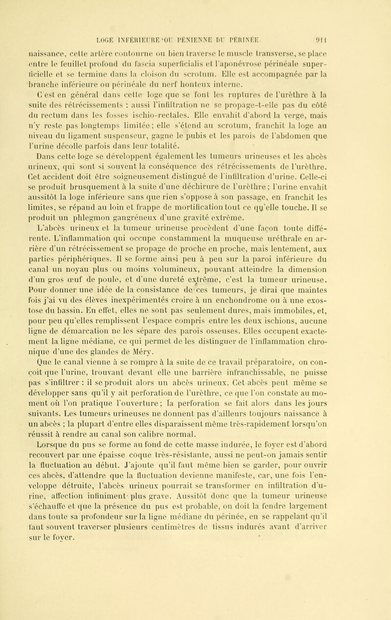 naissance, celle artère contourne ou bien traverse le muscle transverse, se place entre le feuillet profond du fascia superficialis et l'aponévrose périnéale super- ficielle et se termine dans la cloison du scrotum. Elle est accompagnée parla branche inférieure ou périnéale du nerf honteux interne. C'est en général dans cette loge que se font les ruptures de l'urèthre à la suite des rétrécissements : aussi l'infiltration ne se propage-t-elle pas du côté du rectum dans les fosses ischio-rectalcs. Elle envahit d'abord la verge, mais n'y reste pas longtemps limitée ; elle s'étend au scrotum, franchit la loge au niveau du ligament suspenscur, gagne le pubis et les parois de l'abdomen que l'urine décolle parfois dans leur totalité. Dans cette loge se développent également les tumeurs urineuses et les abcès urineux, qui sont si souvent la conséquence des rétrécissements de l'urèthre. Cet accident doit être soigneusement distingué de l'infiltration d'urine. Celle-ci se produit brusquement à la suite d'une déchirure de l'urèthre; l'urine envahit aussitôt la loge inférieure sans que rien s'oppose à son passage, en franchit les limites, se répand au loin et frappe de mortification tout ce qu'elle touche. Il se produit un phlegmon gangreneux d'une gravité extrême. L'abcès urineux et la tumeur urineuse procèdent d'une façon toute diffé- rente. L'inflammation qui occupe constamment la muqueuse uréthrale en ar- rière d'un rétrécissement se propage de proche en proche, mais lentement, aux parties périphériques. Il se forme ainsi peu à peu sur la paroi inférieure du canal un noyau plus ou moins volumineux, pouvant atteindre la dimension d'un gros œuf de poule, et d'une dureté extrême, c'est la tumeur urineuse. Pour donner une idée de la consistance de ces tumeurs, je dirai que maintes fois j'ai vu des élèves inexpérimentés croire à un enchondrome ou à une exos- tose du bassin. En effet, elles ne sont pas seulement dures, mais immobiles, et, pour peu qu'elles remplissent l'espace compris entre les deux ischions, aucune ligne de démarcation ne les sépare des parois osseuses. Elles occupent exacte- ment la ligne médiane, ce qui permet de les distinguer de l'inflammation chro- nique d'une des glandes de Méry. Que le canal vienne à se rompre à la suite de ce travail préparatoire, on con- çoit que l'urine, trouvant devant elle une barrière infranchissable, ne puisse pas s'infiltrer : il se produit alors un abcès urineux. Cet abcès peut même se développer sans qu'il y ait perforation de l'urèthre, ce que l'on constate au mo- ment où l'on pratique l'ouverture ; la perforation se fait alors dans les jours suivants. Les tumeurs urineuses ne donnent pas d'ailleurs toujours naissance à un abcès ; la plupart d'entre elles disparaissent même très-rapidement lorsqu'on réussit à rendre au canal son calibre normal. Lorsque du pus se forme au fond de cette masse indurée, le foyer est d'abord recouvert par une épaisse coque très-résistante, aussi ne peut-on jamais sentir la fluctuation au début. J'ajoute qu'il faut même bien se garder, pour ouvrir ces abcès, d'attendre que la fluctuation devienne manifeste, car, une fois l'en- veloppe détruite, l'abcès urineux pourrait se transformer en infiltration d'u- rine, affection infiniment- plus grave. Aussitôt donc que la tumeur urineuse s'échauffe et que la présence du pus est probable, on doit la fendre largement dans toute sa profondeur sur la ligne médiane du périnée, en se rappelant qu'il faut souvent traverser plusieurs centimètres de tissus indurés avant d'arriver sur le fover.