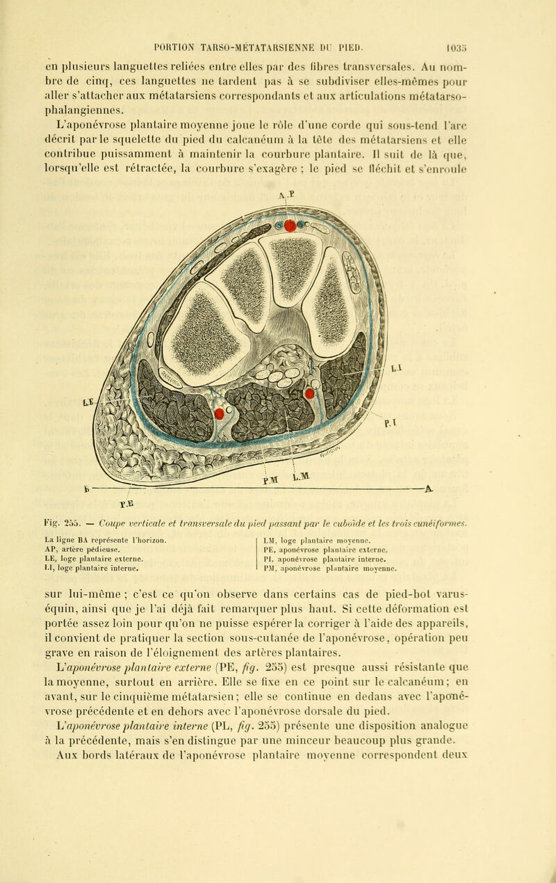 en plusieurs languettes reliées entre elles par des libres transversales. Au nom- bre de cinq, ces languettes ne tardent pas à se subdiviser elles-mêmes pour aller s'attacher aux métatarsiens correspondants et aux articulations métatarso- phalangiennes. L'aponévrose plantaire moyenne joue le rôle d'une corde qui sous-tend L'arc décrit parle squelette du pied du calcanéum à la tôte des métatarsiens et elle contribue puissamment à maintenir la courbure plantaire. 11 suit de là que. lorsqu'elle est rétractée, la courbure s'exagère; le pied se fléchit et s'enroule Fig. 255. — Coupe verticale et transversale du pied passant par le cuboïde et les trois cunéiformes. La ligne BA représente l'horizon. AP, artère pédieuse. LE, loge plantaire externe. l'ï, loge plantaire interne. LM, loge plantaire moyenne. PE, aponévrose plantaire externe. PI, aponévrose plantaire interne. PM, aponévrose pliintaire moyenne. sur lui-même; c'est ce qu'on observe dans certains cas de pied-bot varus- équin, ainsi que je l'ai déjà fait remarquer plus haut. Si cette déformation est portée assez loin pour qu'on ne puisse espérer la corriger à l'aide des appareils, il convient de pratiquer la section sous-cutanée de l'aponévrose, opération peu grave en raison de l'éloignement des artères plantaires. lîaponévrose plantaire externe (PE, fig. 255) est presque aussi résistante que la moyenne, surtout en arrière. Elle se fixe en ce point sur le calcanéum; en avant, sur le cinquième métatarsien; elle se continue en dedans avec l'aponé- vrose précédente et en dehors avec l'aponévrose dorsale du pied. L'aponévrose plantaire interne (PL, fig. 255) présente une disposition analogue à la précédente, mais s'en distingue par une minceur beaucoup plus grande. Aux bords latéraux de l'aponévrose plantaire moyenne correspondent deux