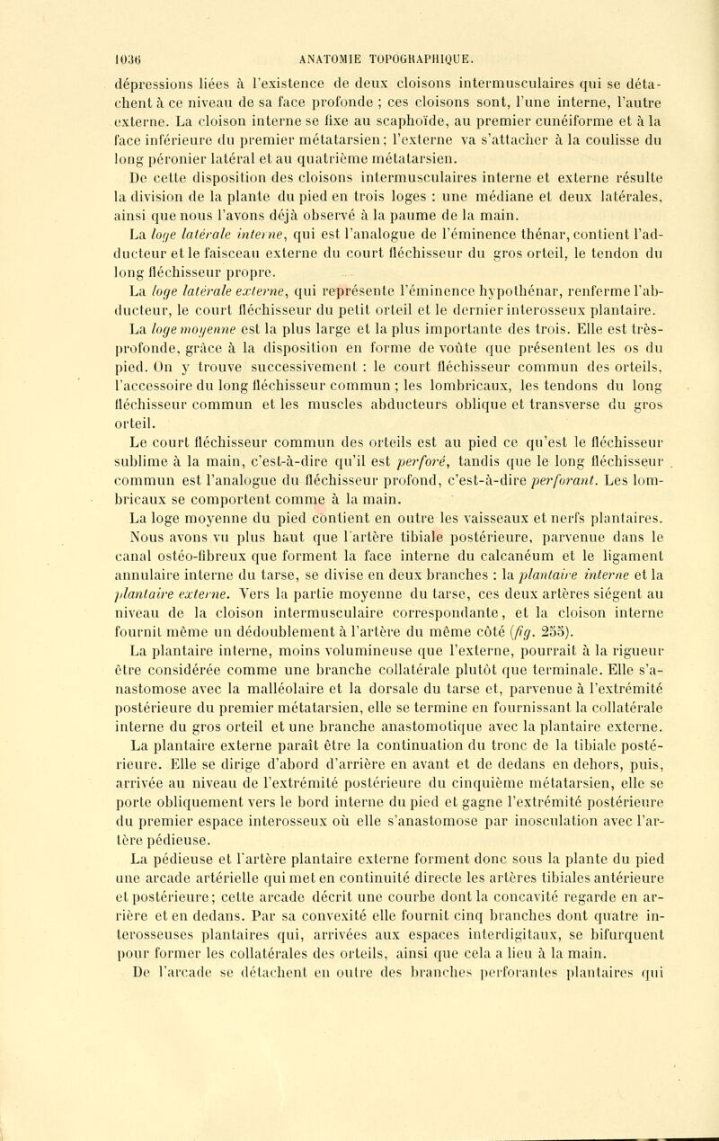 dépressions liées à l'existence de deux cloisons intermusculaires qui se déta- chent à ce niveau de sa face profonde ; ces cloisons sont, l'une interne, l'autre externe. La cloison interne se fixe au scaphoïde, au premier cunéiforme et à la face inférieure du premier métatarsien; l'externe va s'attacher à la coulisse du long péronier latéral et au quatrième métatarsien. De cette disposition des cloisons intermusculaires interne et externe résulte la division de la plante du pied en trois loges : une médiane et deux latérales, ainsi que nous l'avons déjà observé à la paume de la main. La loge latérale interne, qui est l'analogue de l'éminence thénar, contient l'ad- ducteur et le faisceau externe du court fléchisseur du gros orteil, le tendon du long fléchisseur propre. La loge latérale externe, qui représente l'éminence hypothénar, renferme l'ab- ducteur, le court fléchisseur du petit orteil et le dernier interosseux plantaire. La loge moyenne est la plus large et la plus importante des trois. Elle est très- profonde, grâce à la disposition en forme de voûte que présentent les os du pied. On y trouve successivement : le court fléchisseur commun des orteils, l'accessoire du long fléchisseur commun ; les lombricaux, les tendons du long fléchisseur commun et les muscles abducteurs oblique et transverse du gros orteil. Le court fléchisseur commun des orteils est au pied ce qu'est le fléchisseur sublime à la main, c'est-à-dire qu'il est perforé, tandis que le long fléchisseur commun est l'analogue du fléchisseur profond, c'est-à-dire perforant. Les lom- bricaux se comportent comme à la main. La loge moyenne du pied contient en outre les vaisseaux et nerfs plantaires. Nous avons vu plus haut que l'artère tibiale postérieure, parvenue dans le canal ostéo-fibreux que forment la face interne du calcanéum et le ligament annulaire interne du tarse, se divise en deux branches : la plantaire interne et la idanlaire externe. Vers la partie moyenne du tarse, ces deux artères siègent au niveau de la cloison intermusculaire correspondante, et la cloison interne fournil même un dédoublement à l'artère du même côté (fig. 255). La plantaire interne, moins volumineuse que l'externe, pourrait à la rigueur être considérée comme une branche collatérale plutôt que terminale. Elle s'a- nastomose avec la malléolaire et la dorsale du tarse et, parvenue à l'extrémité postérieure du premier métatarsien, elle se termine en fournissant la collatérale interne du gros orteil et une branche anastomotique avec la plantaire externe. La plantaire externe paraît être la continuation du tronc de la tibiale posté- rieure. Elle se dirige d'abord d'arrière en avant et de dedans en dehors, puis, arrivée au niveau de l'extrémité postérieure du cinquième métatarsien, elle se porte obliquement vers le bord interne du pied et gagne l'extrémité postérieure du premier espace interosseux où elle s'anastomose par inosculation avec l'ar- tère pédieuse. La pédieuse et l'artère plantaire externe forment donc sous la plante du pied une arcade artérielle qui met en continuité directe les artères tibiales antérieure et postérieure; cette arcade décrit une courbe dont la concavité regarde en ar- rière et en dedans. Par sa convexité elle fournit cinq branches dont quatre in- terosseuses plantaires qui, arrivées aux espaces interdigitaux, se bifurquent pour former les collatérales des orteils, ainsi que cela a lieu à la main. De l'arcade se détachent en outre des branches perforantes plantaires qui