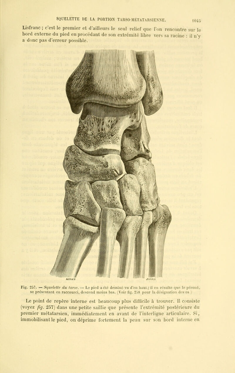 1043 Lisfranc; c'est le premier et d'ailleurs le seul relief que Ton rencontre sur le bord externe du pied en procédant de son extrémité libre vers sa racine : il n'y a donc pas d'erreur possible. Fig. 257. — Squelette du tarse. — Le pied a été dessiné vu d'en haut; il en résulte que le péroné, se présentant en raccourci, descend moins bas. (Voir fig. 258 pour la désignation des os ) Le point de repère interne est beaucoup plus difficile à trouver. 11 consiste (voyez fig. 257) dans une petite saillie que présente l'extrémité postérieure du premier métatarsien, immédiatement en avant de l'interligne articulaire. Si, immobilisant le pied, on déprime fortement la peau sur son bord interne en
