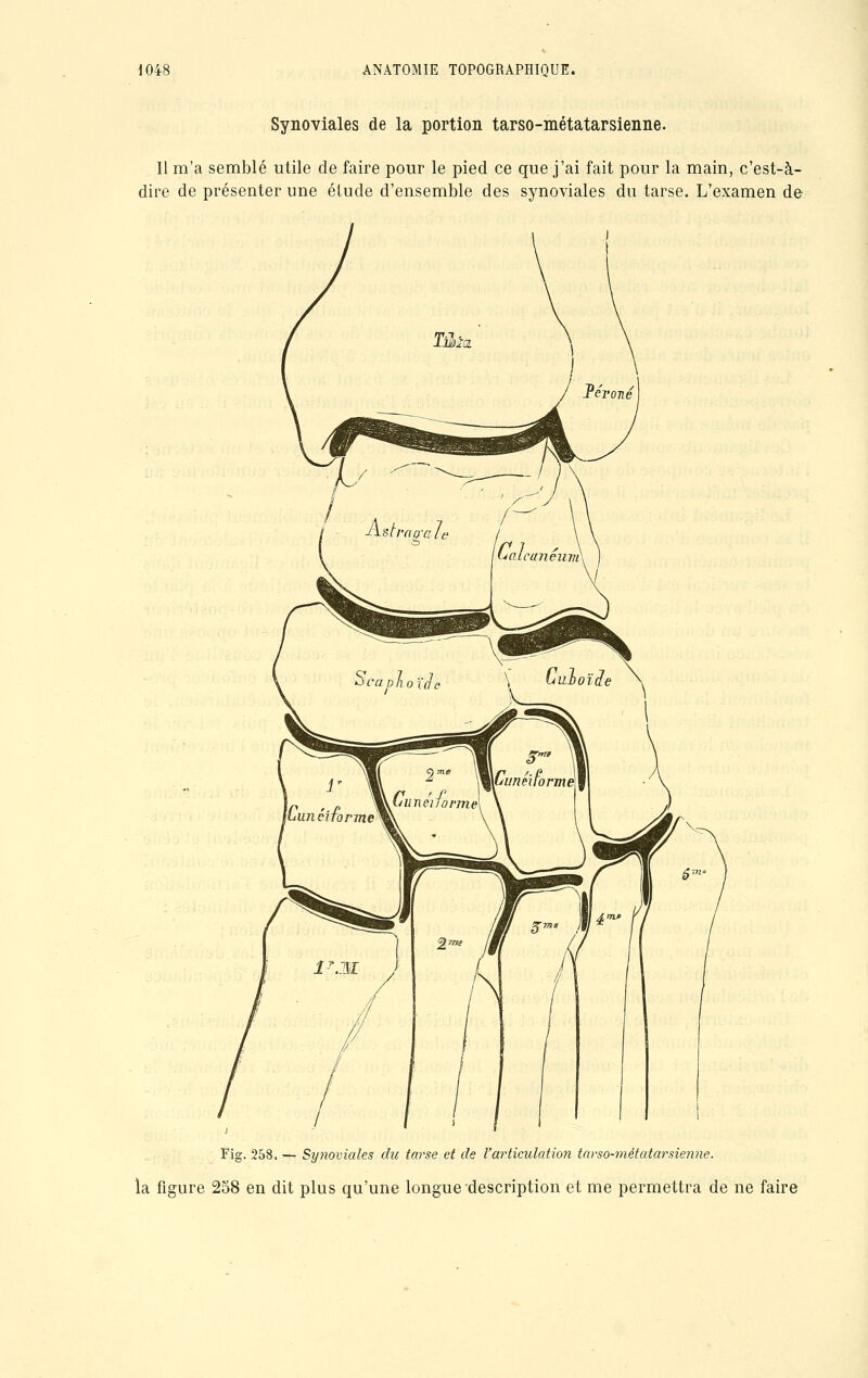 Synoviales de la portion tarso-métatarsienne. Il m'a semblé utile de faire pour le pied ce que j'ai fait pour la main, c'est-à- dire de présenter une élude d'ensemble des synoviales du tarse. L'examen de Fig. 258. — Synoviales du tarse et de l'articulation tarso-métatarsienne. la figure 258 en dit plus qu'une longue description et me permettra de ne faire