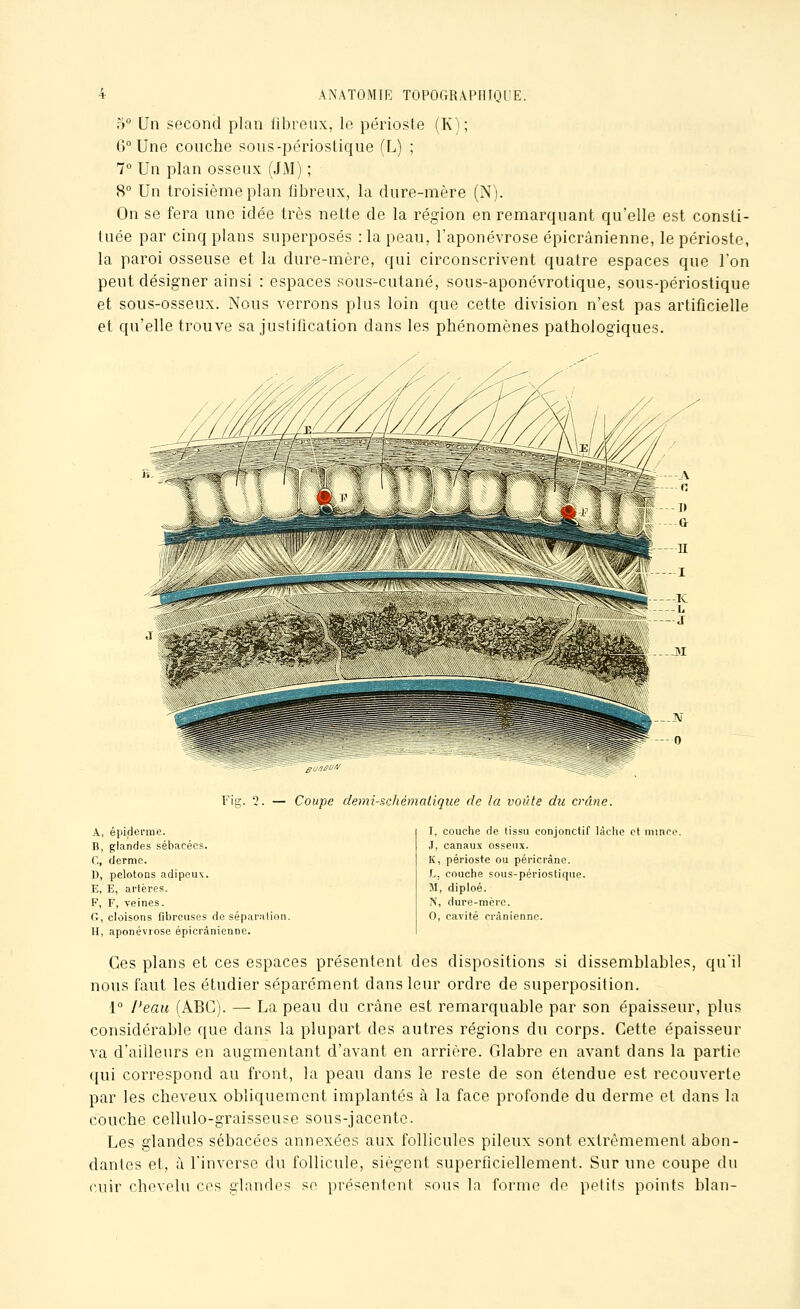 5° Un second plan librenx, lo périoste (K); 6° Une couche sons-périostique (L) ; 7° Un plan osseux (JM) ; 8° Un troisième plan fibreux, la dure-mère (N). On se fera une idée très nette de la région en remarquant qu'elle est consti- tuée par cinq plans superposés : la peau, l'aponévrose épicrânienne, le périoste, la paroi osseuse et la dure-mère, qui circonscrivent quatre espaces que l'on peut désigner ainsi : espaces sous-cutané, sous-aponévrotique, sous-périostique et sous-osseux. Nous verrons plus loin que cette division n'est pas artificielle et qu'elle trouve sa justification dans les phénomènes pathologiques. Fig. '. A, épidenue. B, glandes sébacées. C, derme. ]), pelotons adipeux. E, E, artères. F, F, veines. G, cloisons fibreuses de séparation. U, aponévrose épicrânienne. Coupe demi-schémaliqiie de la voûte du crâne. I, couche de tissu conjonctif lâche et nnnee. J, canaux osseux. IC, périoste ou péricrâne. L. couche sous-périostique. M, diploé. N, dure-mère. 0, cavité crânienne. Ces plans et ces espaces présentent des dispositions si dissemblables, qu'il nous faut les étudier séparément dans leur ordre de superposition. 1° Peau (ABC). — La peau du crâne est remarquable par son épaisseur, plus considérable que dans la plupart des autres régions du corps. Cette épaisseur va d'ailleurs en augmentant d'avant en arrière. Glabre en avant dans la partie qui correspond au front, la peau dans le reste de son étendue est recouverte par les cheveux obliquement implantés à la face profonde du derme et dans la couche cellulo-graisseuse sous-jacente. Les glandes sébacées annexées aux follicules pileux sont extrêmement abon- dantes et, à l'inverse du follicule, siègent superficiellement. Sur une coupe du cuir chevelu ces glandes se présentent sous la forme do ptMifs points blan-