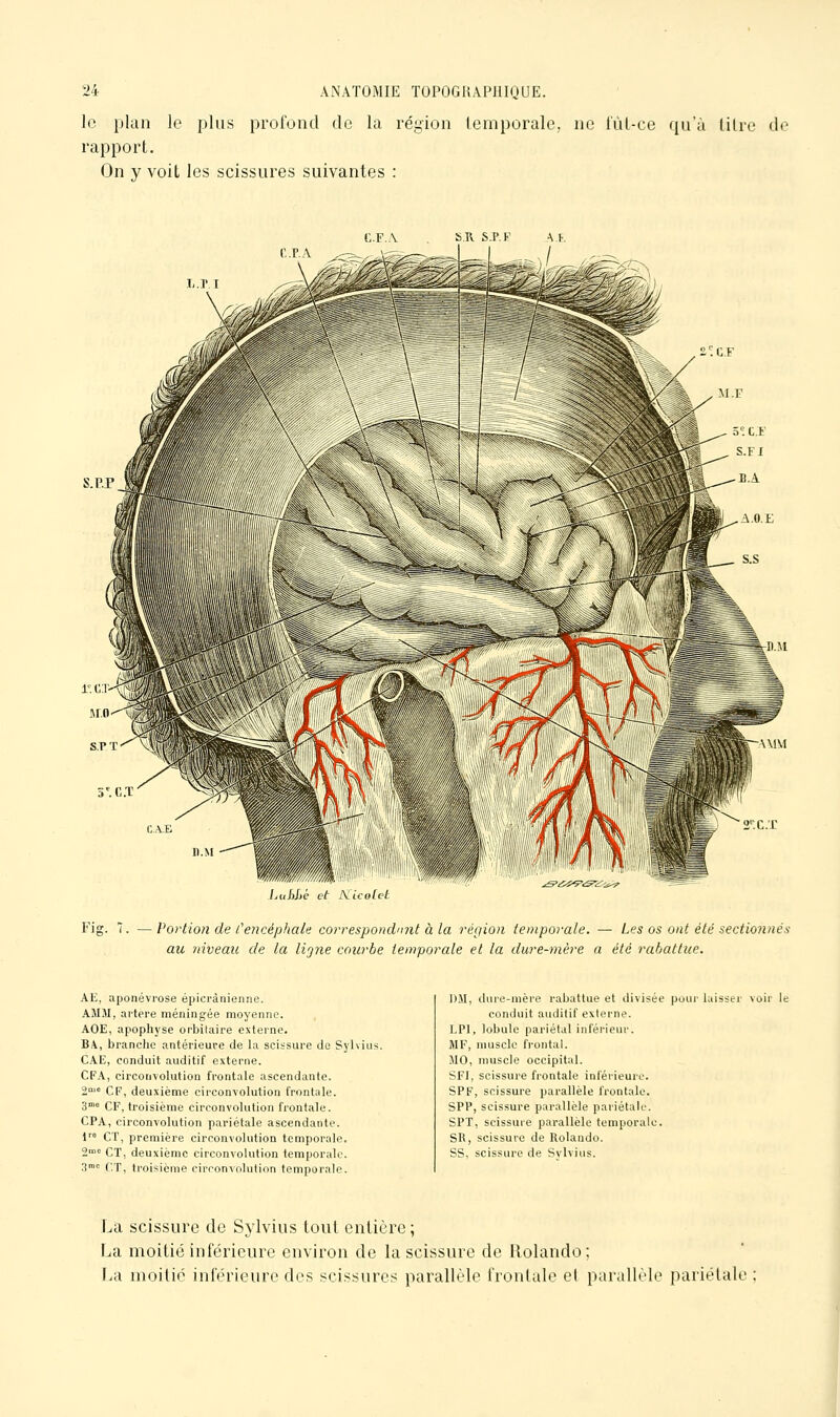 le plan le plus profond do la région temporale, ne lul-ce qu'à litre de rapport. On y voit les scissures suivantes : S.R SJ.P A.f. r r V ^-^^ Li.hLc et \iLithl .iS>i^yf^<S^ii^.i^ Fig. 7. —Vortion de CencéphaU corresponchnit à la région temporale. — Les os ont été sectionnés au niveau de la lipie courbe temporale et la dure-mère a été rabattue. AE, aponévrose épicrànienne. AJIJI, artère méningée moyenne. AOE, apophyse orbitaire externe. B.\, branclie antérieure de la scissure de Sylvius. CAE, conduit auditif externe. CFA, circonvolution frontale ascendante. t'^ CF, deuxième circonvolution frontale. 3° CF, troisième circonvolution frontale. CFA, circonvolution pariétale ascendante. l CT, première circonvolution temporale. 2™° CT, deuxième circonvolution temporale. 3111C c/r, troisième circonvolution temporale. DM, dure-mère rabattue et divisée pour laisser voir le conduit auditif externe. LPI, lobule pariétal inférieur. MF, muscle frontal. 510, muscle occipital. SFI, scissure frontale inférieure. SPF, scissure parallèle frontale. SPP, scissure parallèle pariétale. SPT, scissure parallèle temporale. SR, scissure de Rolando. SB, scissure de Svlvius. La scissure de Sylvius tout entière ; La moitié inférieure environ de la scissure de Rolando; La moitié inférieure des scissures parallèle frontale et parallèle pariétale;