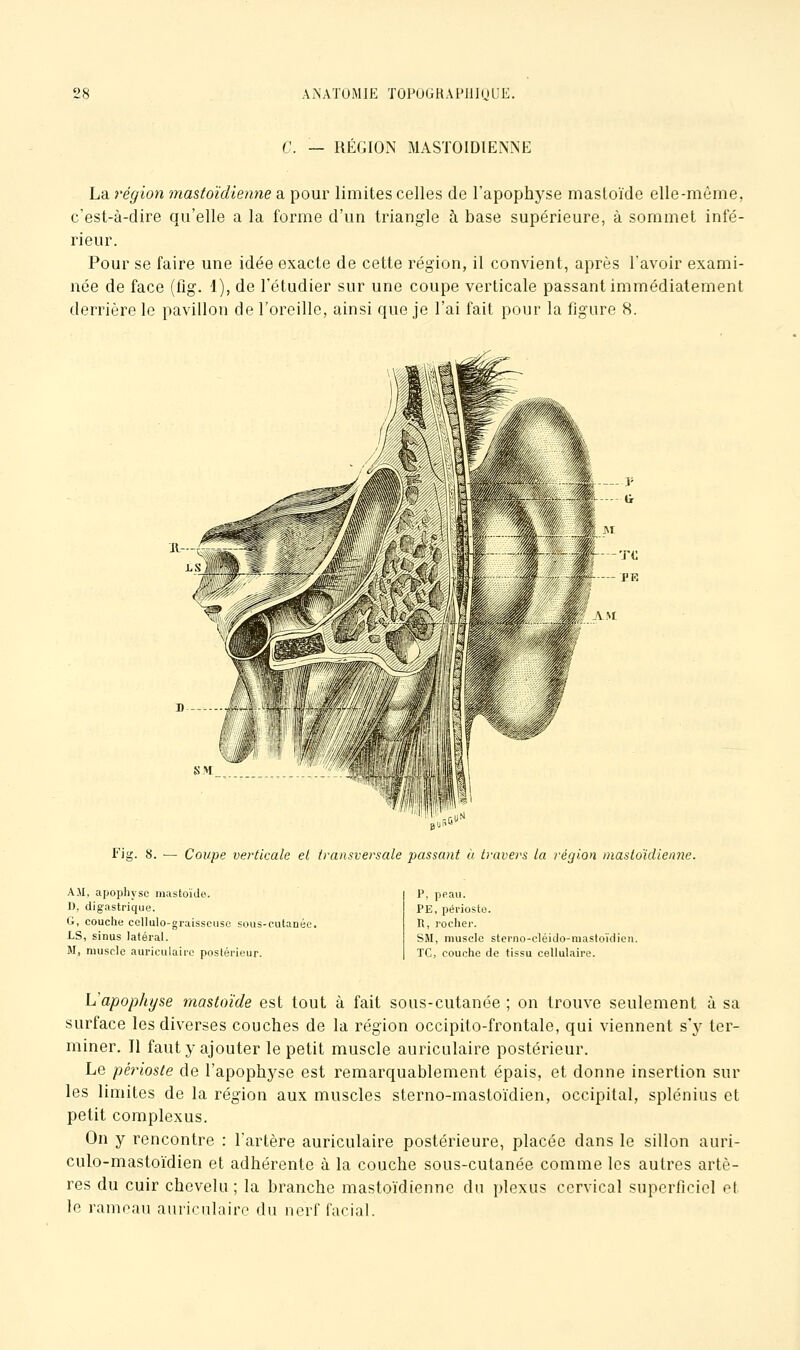 C. — RÉGION mastoïdienne La région mastoïdienne a pour limites celles de l'apophyse masloïde elle-même, c'est-à-dire qu'elle a la forme d'un triangle à base supérieure, à sommet infé- rieur. Pour se faire une idée exacte de cette région, il convient, après l'avoir exami- née de face (fig. 1), de l'étudier sur une coupe verticale passant immédiatement derrière le pavillon de l'oreille, ainsi que je l'ai fait pour la figure 8. Fig. 8. — Coupe verticale el transversale passant à travers la région mastoidienne. AM, apophyse raastoïde. 1), digastrique. G, couche cellulo-graisscuse sous-cutanée. LS, sinus latéral. M, muscle auriculaire postérieur. P, peau. PE, périoste. R, rocher. SM, muscle sterno-cléido-mastoïdien. TC, couche de tissu cellulaire. Vapopht/se mastoïde est tout à fait sous-cutanée ; on trouve seulement à sa surface les diverses couches de la région occipito-frontale, qui viennent s'y ter- miner. Il faut y ajouter le petit muscle auriculaire postérieur. Le pétnoste de l'apophyse est remarquablement épais, et donne insertion sur les limites de la région aux muscles slerno-mastoïdien, occipital, splénius et petit complexus. On y rencontre : l'artère auriculaire postérieure, placée dans le sillon auri- culo-mastoïdien et adhérente à la couche sous-cutanée comme les autres artè- res du cuir chevelu ; la branche mastoïdienne dn plexus cervical superficiel et le rameau auriculaire du nerf facial.
