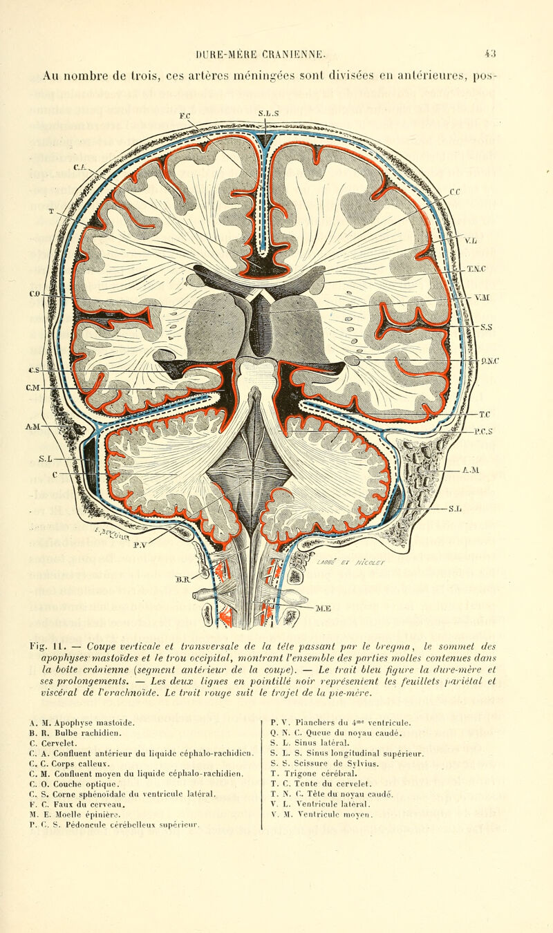 Au nombre de trois, ces artères méningées sont divisées en antérieures, pos- Fig. 11. — Coupe veriicale et transversale de la télé passatit pnr le bregma, le sommet des apophyses mastoïdes et le trou occipital, montrant l'ensemble des parties molles contenues dans la boite crânienne {segment antérieur de la coupe). — Le trait bleu figure la dure-mère et ses prolongemeyiis. — Les deux lignes en pointillé noir représentent les feuillets jiariétal et viscéral de Vorachnoide. Le trait rouge sidt le trajet de lu pie-mère. A. M. Apophyse niastoïde. B. n. Bulbe rachidicn. C. Cervelet. C. A. Confluent antérieur du liquide céphalo-rachidien. C. C. Corps calleux. C. M. Confluent moyen du liquide céphalo-rachidien. C. 0. Couche optique. C. S. Corne sphénoïdalo du ventricule latéral, F. C. Faux du cerveau. M. E. Moelle épinièrc. P. C. S. Pédoncule térébclleux supérieur. P. V. Planchers du 4= ventricule. Q. N. C. Queue du noyau caudé. S. L. Sinus latéral. S. L. S. sinus longitudinal supérieur. S. S. Scissure de Sylvius. T. Trigone cérébral. T. C. Tente du cervelet. T. ÎS. C. Tète du noyau caude. V. L. A'entricule latéral. V. M. Ventricule mo\rii.