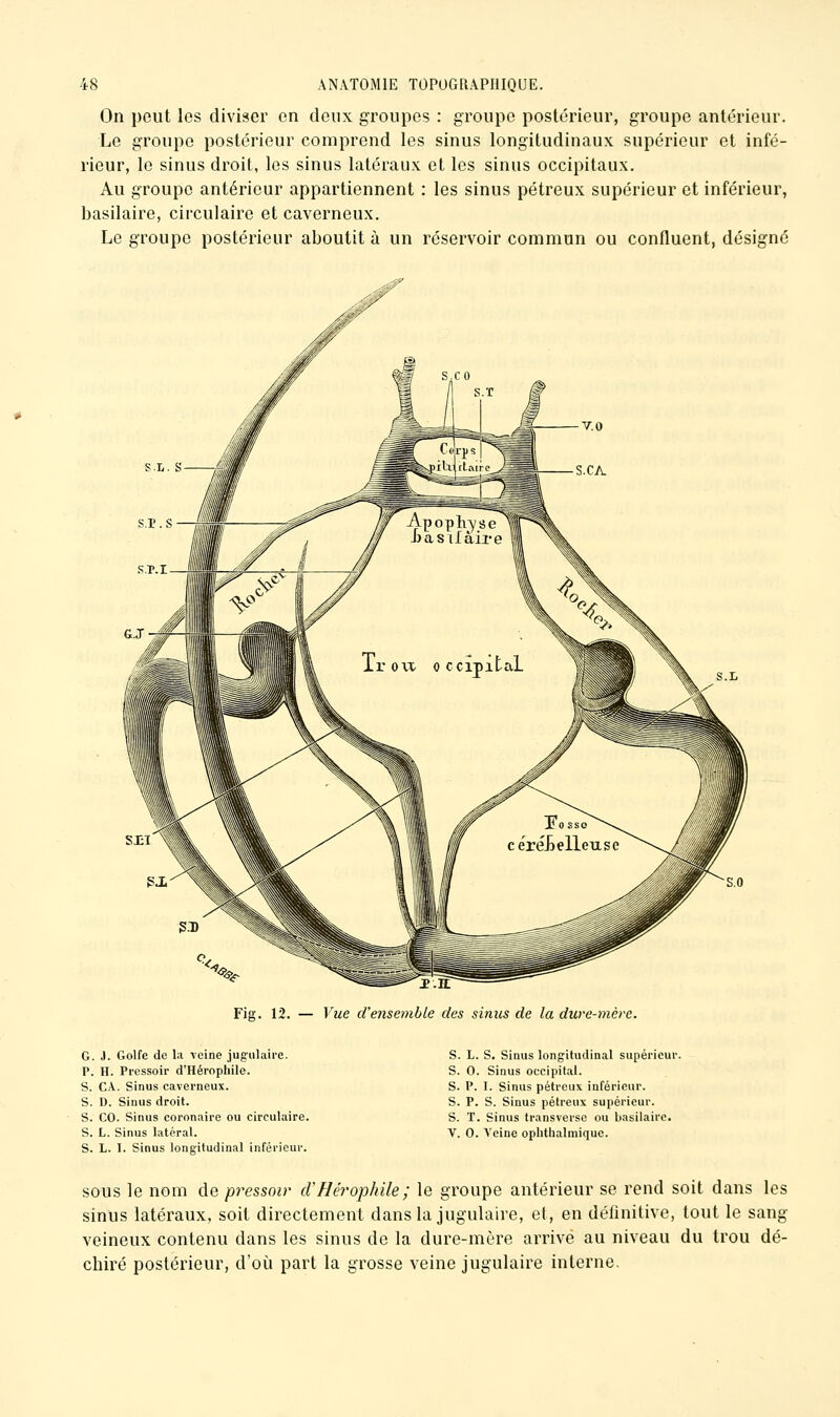 On peut les diviser on deux groupes : groupe postérieur, groupe antérieur. Le groupe postérieur comprend les sinus longitudinaux supérieur et infé- rieur, le sinus droit, les sinus latéraux et les sinus occipitaux. Au groupe antérieur appartiennent : les sinus pétreux supérieur et inférieur, basilaire, circulaire et caverneux. Le groupe postérieur aboutit à un réservoir commun ou confluent, désigné Tiff. 12. — Vue d'ensemble des sinus de la dure-mère. G. J. Golfe de la veine jugulaire. P. H. Pressoir d'Héropliile. s. CA. Sinus caverneux. S. D. Sinus droit. s. CD. Sinus coronaire ou circulaire. s. L. Sinus latéral. s. L. I. Sinus longitudinal inférieur. s. L. S. Sinus longitudinal supérieur. s. 0. Sinus occipital. S. P. I. Sinus pétreux inférieur. S. P. S. Sinus pétreux supérieur. S. T. Sinus transverse ou basilaire. V. 0. Veine opiitlialmiquc. SOUS le nom de pressoir d'Hérophile; le groupe antérieur se rend soit dans les sinus latéraux, soit directement dans la jugulaire, et, en définitive, tout le sang veineux contenu dans les sinus de la dure-mère arrive au niveau du trou dé- chiré postérieur, d'oîi part la grosse veine jugulaire interne.