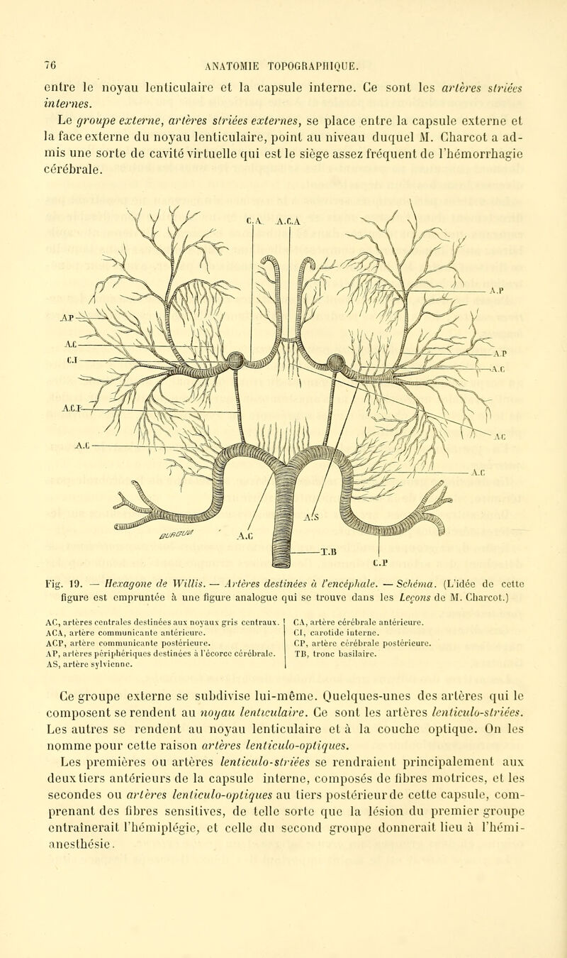 entre le noyau Icnliculairc et la capsule interne. Ce sont les artères striées internes. Le groupe externe, artères striées externes, se place entre la capsule externe et la face externe du noyau lenticulaire, point au niveau duquel M. Gharcot a ad- mis une sorte de cavité virtuelle qui est le siège assez fréquent de l'bémorrhagie cérébrale. Fig. 19. — Hexagone de Willis.— Artères destinées à l'e7icéphule. —Scitcma. (L'idée do cette figure est empruntée h une figure analogue qui se trouve dans les Leçons do M. Charcot.) AC, artères centrales destinées aux noyaux gris centraux. ACA, artère communicante antérieure. AGP, artère communicante postérieure. AP, artères périjjliériques destinées à l'écorcc cérébrale. AS, artère sylvienne. CA, artère cérébrale antérieure. CI, carotide interne. CP, artère cérébrale postérieure. TB, tronc basilairc. Ce groupe externe se subdivise lui-même. Quelques-unes des artères qui le composent se rendent au noyau lenticulaire. Ce sont les artères Icnticulo-slriées. Les autres se rendent au noyau lenticulaire et à la coucbe optique. On les nomme pour cette raison artères lenticiUo-optiques. Les premières ou artères lenticulo-striées se rendraient principalement aux deux tiers antérieurs de la capsule interne, composés de fibres motrices, et les secondes ou artères lenticulo-optiques au tiers postérieur de cette capsule, com- prenant des fibres sensitives, de telle sorte que la lésion du premier groupe entraînerait l'hémiplégie, et celle du second groupe donnerait lieu à l'bémi- anestbésie.