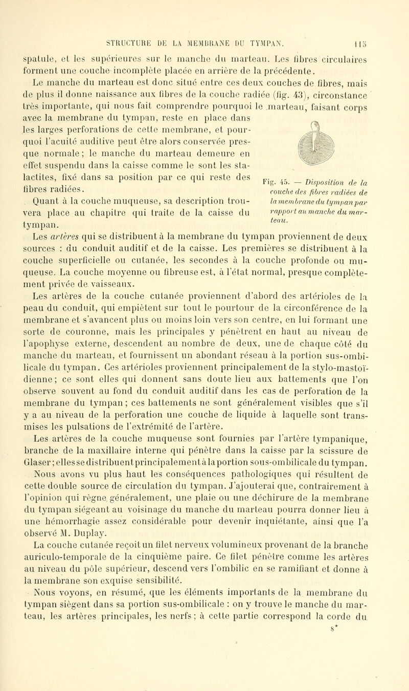 spatule, et les supérieures sur le manche du marteau. Les fibres circulaires forment une couche incomplète placée en arrière de la précédente. Le manche du marteau est donc situé entre ces deux couches de fibres, mais de plus il donne naissance aux fibres de la couche radiée {iig. 43), circonstance très importante, qui nous fait comprendre pourquoi le marteau, faisant corps avec la membrane du tympan, reste en place dans les larges perforations de cette membrane, et pour- quoi l'acuité auditive peut être alors conservée pres- que normale ; le manche du marteau demeure en effet suspendu dans la caisse comme le sont les sta- lactites, fixé dans sa position par ce qui reste des rr- ,r r,- ^ ^ ^ l'ig. 45. — Disposition de la fibres radiées. couche des fibres radiées de Quant à la couche muqueuse, sa description trou- la membrane du tympan par vera place au chapitre qui traite de la caisse du rapport au manche du mar- . tenu. tympan. Les artères qui se distribuent à la membrane du tympan proviennent de deux sources : du conduit auditif et de la caisse. Les premières se distribuent à la couche superficielle ou cutanée, les secondes à la couche profonde ou mu- queuse. La couche moyenne ou fibreuse est, à l'état normal, presque complète- ment privée de vaisseaux. Les artères de la couche cutanée proviennent d'abord des artérioles de la peau du conduit, qui empiètent sur tout le pourtour de la circonférence de la membrane et s'avancent plus ou moins loin vers son centre, en lui formant une sorte de couronne, mais les principales y pénètrent en haut au niveau de l'apophyse externe, descendent au nombre de deux, une de chaque côté du manche du marteau, et fournissent un abondant réseau à la portion sus-ombi- licale du tympan. Ces artérioles proviennent principalement de la stylo-mastoï- dienne; ce sont elles qui donnent sans doute lieu aux battements que l'on observe souvent au fond du conduit auditif dans les cas de perforation de la membrane du tympan ; ces battements ne sont généralement visibles que s'il y a au niveau de la perforation une couche de liquide à laquelle sont trans- mises les pulsations de l'extrémité de l'artère. Les artères de la couche muqueuse sont fournies par l'artère tympanique, branche de la maxillaire interne qui pénètre dans la caisse par la scissure de Glaser;ellessedistribuentprincipalementàlaportion sous-ombilicale du tympan. Nous avons vu plus haut les conséquences pathologiques qui résultent de cette double source de circulation du tympan. J'ajouterai que, contrairement à l'opinion qui règne généralement, une plaie ou une déchirure de la membrane du tympan siégeant au voisinage du manche du marteau pourra donner lieu à une hémorrhagie assez considérable pour devenir inquiétante^ ainsi que l'a observé M. Duplay. La couche cutanée reçoit un filet nerveux volumineux provenant de la branche auriculo-temporale de la cinquième paire. Ce filet pénètre comme les artères au niveau du pôle supérieur, descend vers l'ombilic en se ramifiant et donne à la membrane son exquise sensibilité. Nous voyons, en résumé, que les éléments importants de la membrane du tympan siègent dans sa portion sus-ombilicale : on y trouve le manche du mar- teau, les artères principales, les nerfs; à cette partie correspond la corde du