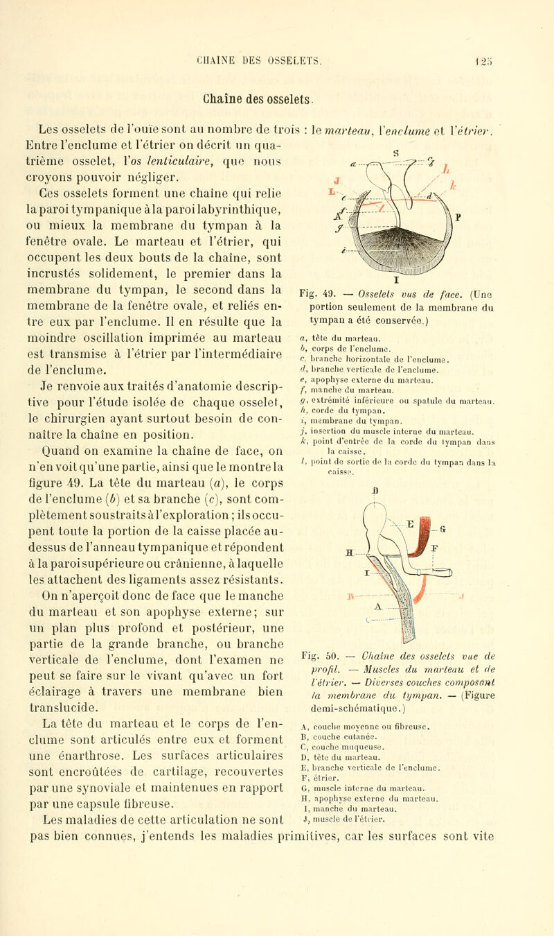 CHAINE DES OSSELETS. \2'6 Chaîne des osselets. loi mai'teau, Venclume cX VétHer Fig. 49. — Osselets vus de face. (Une portion seulement de la membrane du tympan a été conservée.) a, tête du marteau. h, corps de rcnclumc. c, branche liorizontale de l'enclume. d, branche verticale de l'enclume. e, apophyse externe du marteau. /■, manche du marteau. g, extrémité inférieure ou spatule du marteau. h, corde du tympan. i, membrane du tympan. j, insertion du muscle interne du marteau. k, point d'entrée de la corde du tympan dans la caisse. /, point de sortie de la corde du tympan dans la caisse Les osselets de l'ouïe sont au nombre de trois Entre l'enclume et l'étrier on décrit un qua- trième osselet, l'os lenticulaire, que nous croyons pouvoir négliger. Ces osselets forment une chaîne qui relie la paroi tympaniqueàlaparoilabyrinthique, ou mieux la membrane du tympan à la fenêtre ovale. Le marteau et l'étrier, qui occupent les deux bouts de la chaîne, sont incrustés solidement, le premier dans la membrane du tympan, le second dans la membrane de la fenêtre ovale, et reliés en- tre eux par l'enclume. Il en résulte que la moindre oscillation imprimée au marteau est transmise à l'étrier par l'intermédiaire de l'enclume. Je renvoie aux traités d'anatomie descrip- tive pour l'étude isolée de chaque osselet, le chirurgien ayant surtout besoin de con- naître la chaîne en position. Quand on examine la chaîne de face, on n'en voit qu'une partie, ainsi que le montre la figure 49. La tête du marteau (a), le corps de l'enclume {b) et sa branche (c), sont com- plètement soustraits àl'exploration ; ils occu- pent toute la portion de la caisse placée au- dessus de l'anneau tympanique et répondent à la paroi supérieure ou crânienne, à laquelle les attachent des ligaments assez résistants. On n'aperçoit donc de face que le manche du marteau et son apophyse externe; sur un plan plus profond et postérieur, une partie de la grande branche, ou branche verticale de l'enclume, dont l'examen ne peut se faire sur le vivant qu'avec un fort éclairage à travers une membrane bien translucide. La tête du marteau et le corps de l'en- clume sont articulés entre eux et forment une énarthrose. Les surfaces articulaires sont encroûtées de cartilage, recouvertes par une synoviale et maintenues en rapport par une capsule fibreuse. Les maladies de cette articulation ne sont pas bien connues, j'entends les maladies primitives, car les surfaces sont vite ]V — Chaîne des osselets vue de Muscles du marteau et de Diverses couches composant la membrane du tympan. — (t'igure demi-schématique.) Fig. 50. profil, l'étrie) A, couche moyenne ou fibreuse. B, couche cutanée. C, couche muqueuse. D, tète du marteau. E, branche verticale de l'enclume. F, étrier. G, muscle interne du marteau. H, apophyse externe du marteau. I, manche du marteau. J, muscle de l'étrier.