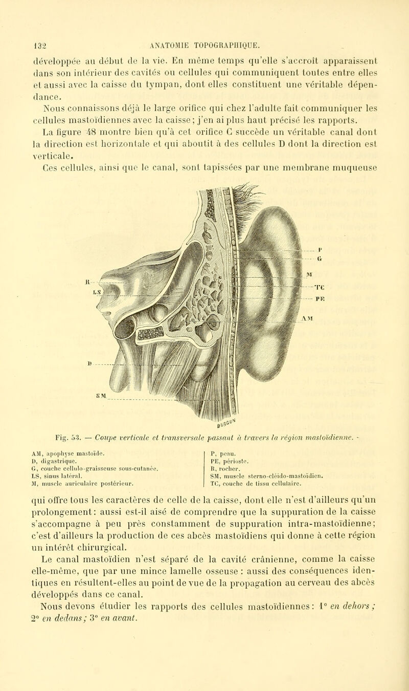 développée au début de la vie. En même temps qu'elle s'accroît apparaissent dans son intérieur des cavités ou cellules qui communiquent toutes entre elles et aussi avec la caisse du tympan, dont elles constituent une véritable dépen- dance. Nous connaissons déjà le large orifice qui chez l'adulte fait communiquer les cellules mastoïdiennes avec la caisse; j'en ai plus haut précisé les rapports. La figure 48 montre bien qu'à cet orifice G succède un véritable canal dont la direction est horizontale et qui aboutit à des cellules D dont la direction est verticale. Ces cellules, ainsi que le canal, sont tapissées par une membrane muqueuse Fig. 53. — Coiipe verticale et transversale passant à travers la région masioïdienne. - A3I, apophyse mastoïde. D, digastrique. G, couche cellulo-graisseuse sous-ciitanée. LS, sinus latéral. M, muscle auriculaire postérieur. P, peau. PE, périoste. R, rocher. SM, muscle sterno-cléido-mastoïdien. TC, couche de tissu cellulaire. qui offre tous les caractères de celle de la caisse, dont elle n'est d'ailleurs qu'un prolongement: aussi est-il aisé de comprendre que la suppuration de la caisse s'accompagne à peu près constamment de suppuration intra-mastoïdienne; c'est d'ailleurs la production de ces abcès mastoïdiens qui donne à cette région un intérêt chirurgical. Le canal mastoïdien n'est séparé de la cavité crânienne, comme la caisse elle-même, que par une mince lamelle osseuse : aussi des conséquences iden- tiques en résultent-elles au point de vue de la propagation au cerveau des abcès développés dans ce canal. Nous devons étudier les rapports des cellules mastoïdiennes: i en dehors ; 2° en dedans ; 3 en avant.