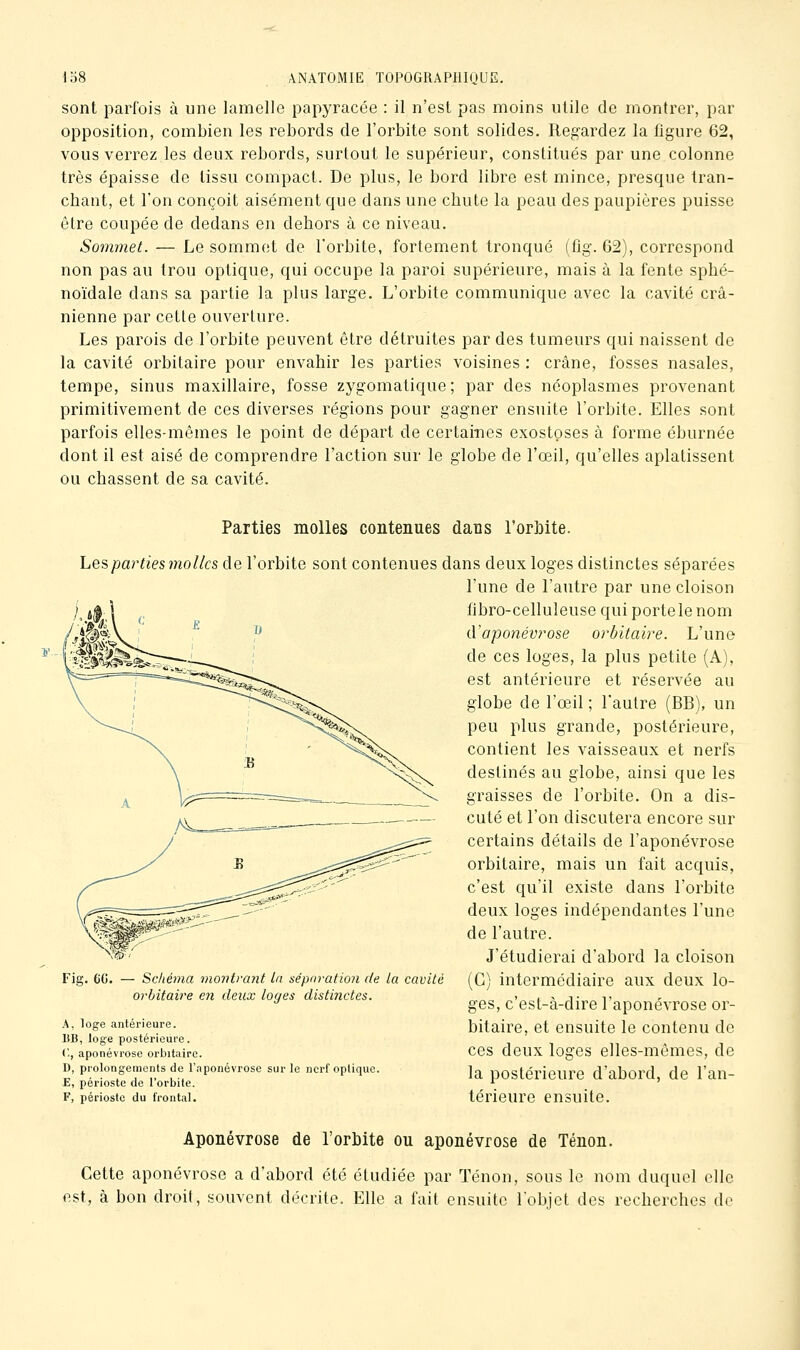 sont parfois à une lamelle papyracée : il n'est pas moins utile de montrer, par opposition, combien les rebords de l'orbite sont solides. Regardez la figure 62, vous verrez les deux rebords, surtout le supérieur, constitués par une colonne très épaisse de tissu compact. De plus, le bord libre est mince, presque tran- chant, et l'on conçoit aisément que dans une chute la peau des paupières puisse être coupée de dedans en dehors à ce niveau. Sommet. — Le sommet de l'orbite, fortement tronqué (fig. G2), correspond non pas au trou optique, qui occupe la paroi supérieure, mais à la fente sphé- noïdale dans sa partie la plus large. L'orbite communique avec la cavité crâ- nienne par cette ouverture. Les parois de l'orbite peuvent être détruites par des tumeurs qui naissent de la cavité orbitaire pour envahir les parties voisines : crâne, fosses nasales, tempe, sinus maxillaire, fosse zygomatique; par des néoplasmes provenant primitivement de ces diverses régions pour gagner ensuite l'orbite. Elles sont parfois elles-mêmes le point de départ de certairies exostoses à forme éburnée dont il est aisé de comprendre l'action sur le globe de l'œil, qu'elles aplatissent ou chassent de sa cavité. Parties molles contenues dans l'orbite. Les parties 7no lies de l'orbite sont contenues dans deux loges distinctes séparées l'une de l'autre par une cloison fibro-celluleuse qui porte le nom iVaponévrose orbitaire. L'une de ces loges, la plus petite (A), est antérieure et réservée au globe de l'œil ; l'autre (BB), un peu plus grande, postérieure, contient les vaisseaux et nerfs destinés au globe, ainsi que les graisses de l'orbite. On a dis- cuté et l'on discutera encore sur certains détails de l'aponévrose orbitaire, mais un fait acquis, c'est qu'il existe dans l'orbite deux loges indépendantes l'une de l'autre. J'étudierai d'abord la cloison (C) intermédiaire aux deux lo- ges, c'est-à-dire l'aponévrose or- bitaire, et ensuite le contenu de ces deux loges elles-mêmes, de la postérieure d'abord, de l'an- térieure ensuite. Fig. ce. - Schéma montrant In séparation de la cavité orbitaire en deux loges distinctes. A, loge antérieure. BB, loge postérieure. C, aponévrose orijitairc. D, prolongements de l'aponévrose sur le nerf optique. E, périoste de l'orbite. F, périoste du frontal. Aponévrose de l'orbite ou aponévrose de Tenon. Cette aponévrose a d'abord été étudiée par Tenon, sous le nom duquel elle est, à bon droit, souvent décrite. Elle a fait ensuite l'objet des recherches de