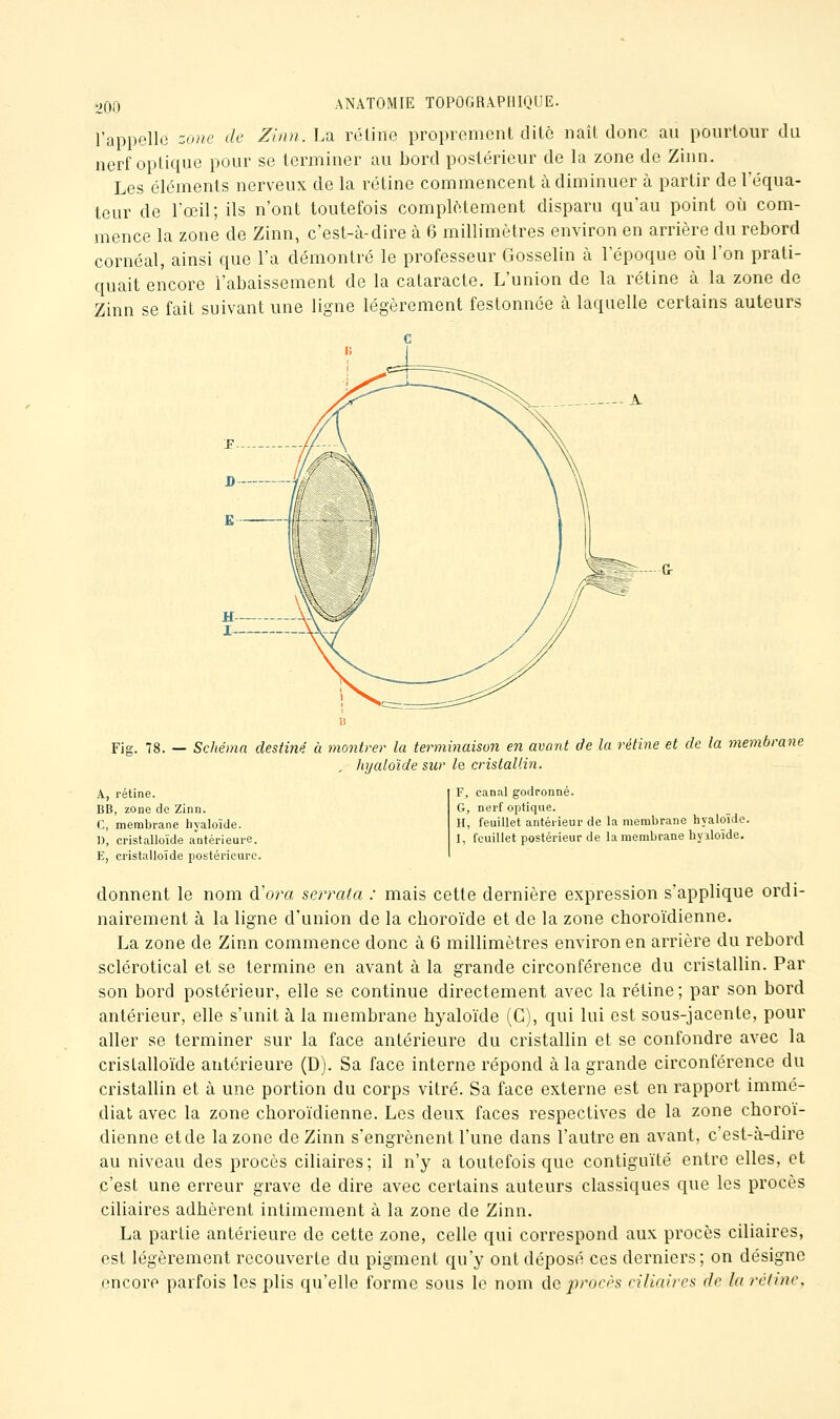 l'appelle zune de ZlnnA.^ rétine proprement dite naît donc au pourtour du nerf optique pour se terminer au bord postérieur de la zone de Zinn. Les cléments nerveux de la rétine commencent à diminuer à partir de l'équa- teur de l'œil; ils n'ont toutefois complètement disparu qu'au point où com- mence la zone de Zinn, c'est-à-dire à 6 millimètres environ en arrière du rebord cornéal, ainsi que l'a démontré le professeur Gosselin à l'époque où l'on prati- quait encore l'abaissement de la cataracte. L'union de la rétine à la zone de Zinn se fait suivant une ligne légèrement festonnée à laquelle certains auteurs Fia-. 18. — Sdiéma destiné à montrer la terminaison en avant de la rétine et de la membrane , hyaloïde sur le cristallin. A, rétine. BB, zone do Zinn. C, membrane hyaloïde. 1), cristalloïde antérieure. E, cristalloïde postérieure. F, canal godronné. G, nerf optique. H, feuillet antérieur de la membrane hyaloïde. I, feuillet postérieur de la membrane hyiloïde. donnent le nom d'ora serrata : mais cette dernière expression s'applique ordi- nairement à la ligne d'union de la choroïde et de la zone cboroïdienne. La zone de Zinn commence donc à 6 millimètres environ en arrière du rebord sclérotical et se termine en avant à la grande circonférence du cristallin. Par son bord postérieur, elle se continue directement avec la rétine ; par son bord antérieur, elle s'unit à la membrane hyaloïde (G), qui lui est sous-jacente, pour aller se terminer sur la face antérieure du cristallin et se confondre avec la cristalloïde antérieure (D). Sa face interne répond à la grande circonférence du cristallin et à une portion du corps vitré. Sa face externe est en rapport immé- diat avec la zone cboroïdienne. Les deux faces respectives de la zone cboroï- dienne et de la zone de Zinn s'engrènent l'une dans l'autre en avant, c'est-à-dire au niveau des procès ciliaires; il n'y a toutefois que contiguïté entre elles, et c'est une erreur grave de dire avec certains auteurs classiques que les procès ciliaires adhèrent intimement à la zone de Zinn. La partie antérieure de cette zone, celle qui correspond aux procès ciliaires, est légèrement recouverte du pigment qu'y ont déposé ces derniers; on désigne encore parfois les plis qu'elle forme sous le nom de procrs ciliaires de la rctinc.