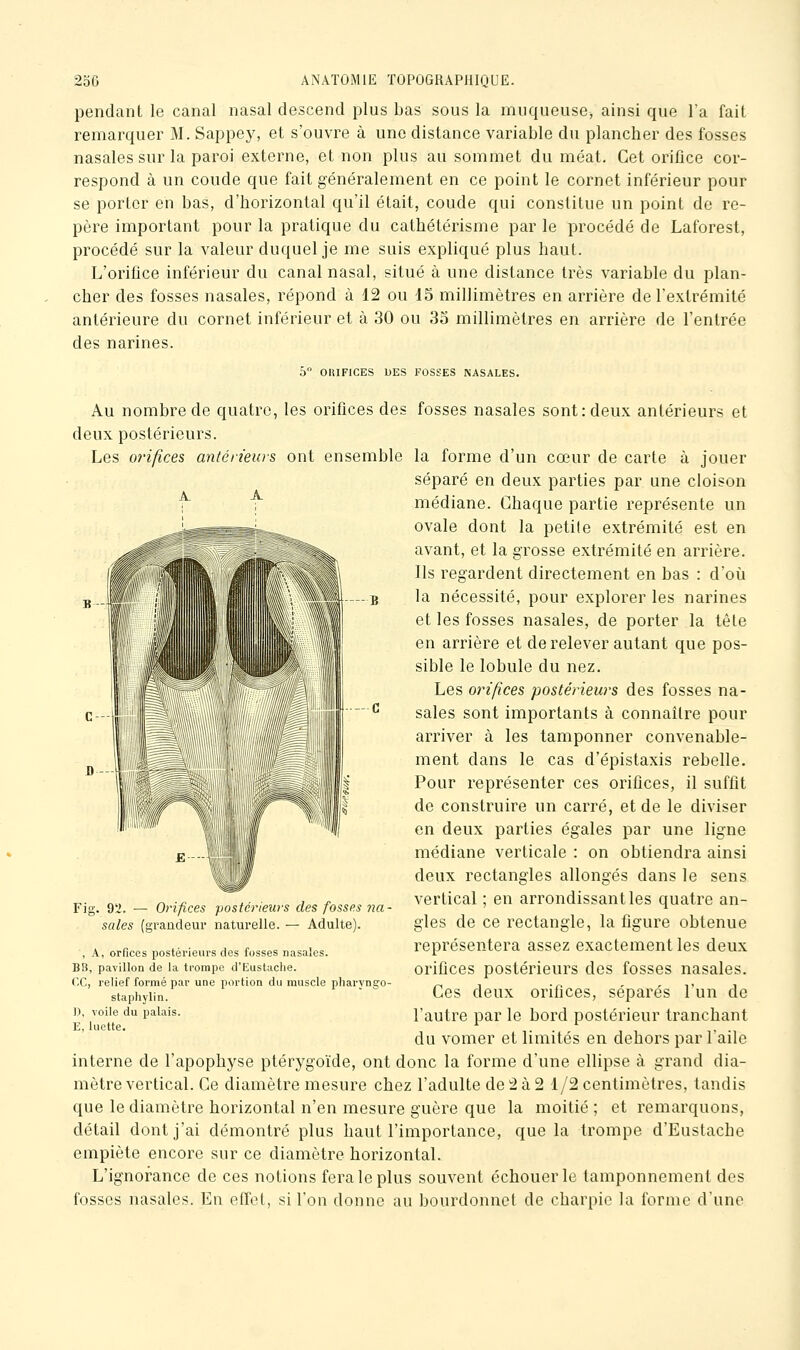 -B pendant le canal nasal descend plus bas sous la muqueuse, ainsi que l'a fait remarquer M. Sappey, et s'ouvre à une distance variable du plancher des fosses nasales sur la paroi externe, et non plus au sommet du méat. Cet orifice cor- respond à un coude que fait généralement en ce point le cornet inférieur pour se porter en bas, d'horizontal qu'il était, coude qui constitue un point de re- père important pour la pratique du cathétérisme par le procédé de Laforest, procédé sur la valeur duquel je me suis expliqué plus haut. L'orifice inférieur du canal nasal, situé à une distance très variable du plan- cher des fosses nasales, répond à 12 ou 15 millimètres en arrière de l'extrémité antérieure du cornet inférieur et à 30 ou 35 millimètres en arrière de l'entrée des narines. 5 OUIFICES DES FOSSES NASALES. Au nombre de quatre, les orifices des fosses nasales sont: deux antérieurs et deux postérieurs. Les orifices antérieurs ont ensemble la forme d'un cœur de carte à jouer séparé en deux parties par une cloison ^ ^ médiane. Chaque partie représente un ovale dont la petite extrémité est en avant, et la grosse extrémité en arrière. Ils regardent directement en bas : d'où la nécessité, pour explorer les narines et les fosses nasales, de porter la tête en arrière et de relever autant que pos- sible le lobule du nez. Les orifices postérieurs des fosses na- sales sont importants à connaître pour arriver à les tamponner convenable- ment dans le cas d'épistaxis rebelle. Pour représenter ces orifices, il suffit de construire un carré, et de le diviser en deux parties égales par une ligne médiane verticale : on obtiendra ainsi deux rectangles allongés dans le sens vertical ; en arrondissant les quatre an- gles de ce rectangle, la figure obtenue représentera assez exactement les deux orifices postérieurs des fosses nasales. Ces deux orifices, séparés l'un de l'autre par le bord postérieur tranchant du vomer et limités en dehors par l'aile interne de l'apophyse ptérygoïde, ont donc la forme d'une ellipse à grand dia- mètre vertical. Ce diamètre mesure chez l'adulte deâàS 1/2 centimètres, tandis que le diamètre horizontal n'en mesure guère que la moitié ; et remarquons, détail dont j'ai démontré plus haut l'importance, que la trompe d'Eustache empiète encore sur ce diamètre horizontal. L'ignorance de ces notions fera le plus souvent échouer le tamponnement des fosses nasales. En effet, si l'on donne au bourdonnet de charpie la forme d'une Fig. 92. — Orifices postérieurs des fosses yia- sales (grandeur naturelle. — Adulte). , A, Offices postérieurs des fosses nasales. BB, pavillon de la trompe d'Eustaciie. ce, relief formé par une portion du muscle pliaryngo- staphylin. )), voile du palais. E, luette.