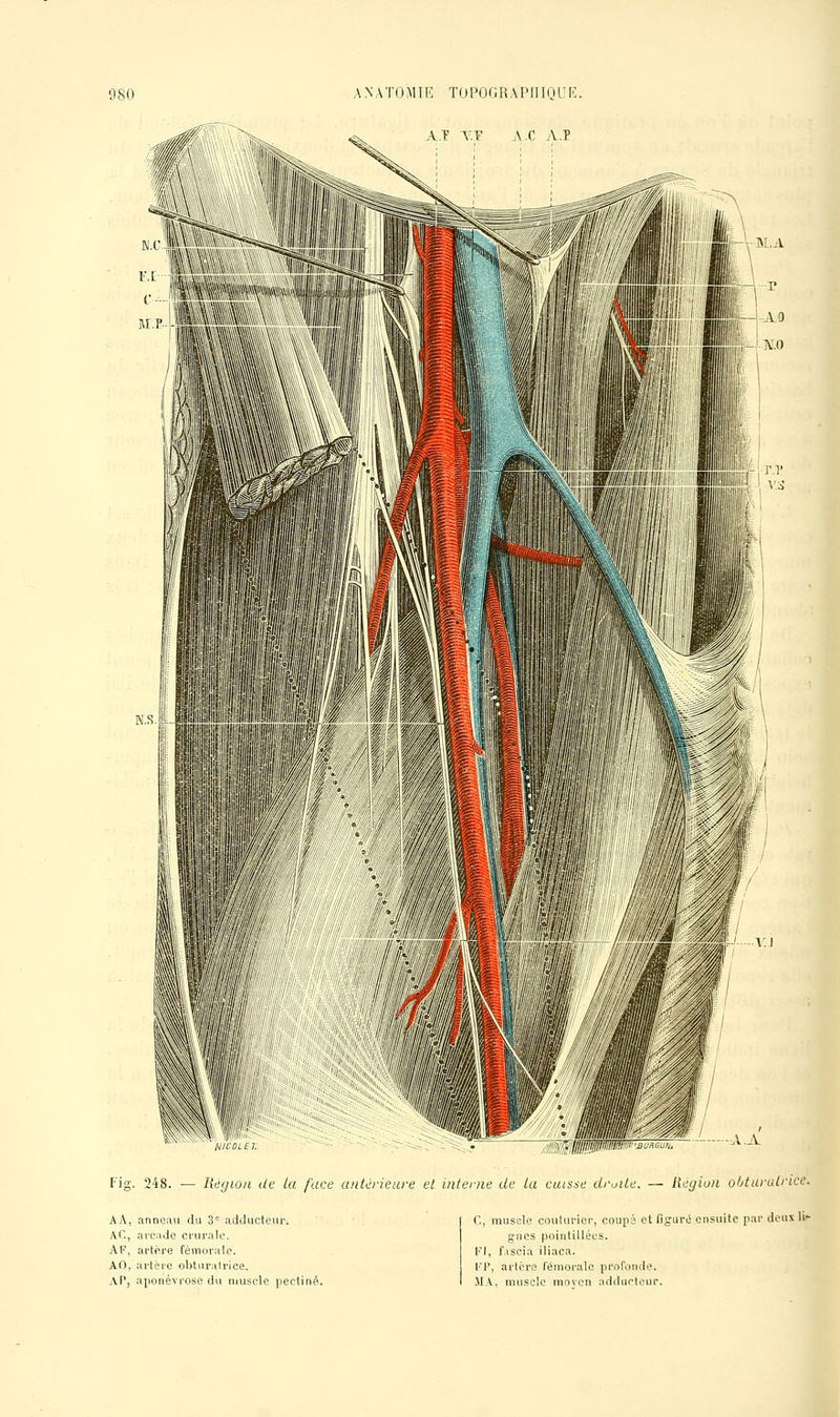 f\ A T ^ F A 0 yV E Fig. 248. •— Réyion de lu face antàieure et interne de la cuisse droite. — Région oljturuLricc. A A, anneau du 3 adclucteur. AC, arcade crurale. A F, arto.i-e fémorale. AO, artère obturatrice. AP, aponévrose du muscle pectini? C, muscle couturier, coupé et figure ensuite par deuxli gnes poiutillécs. FI, f.iscia iliaca. l't', artère lémorale profonde. .MA, muscle moven adducteur.