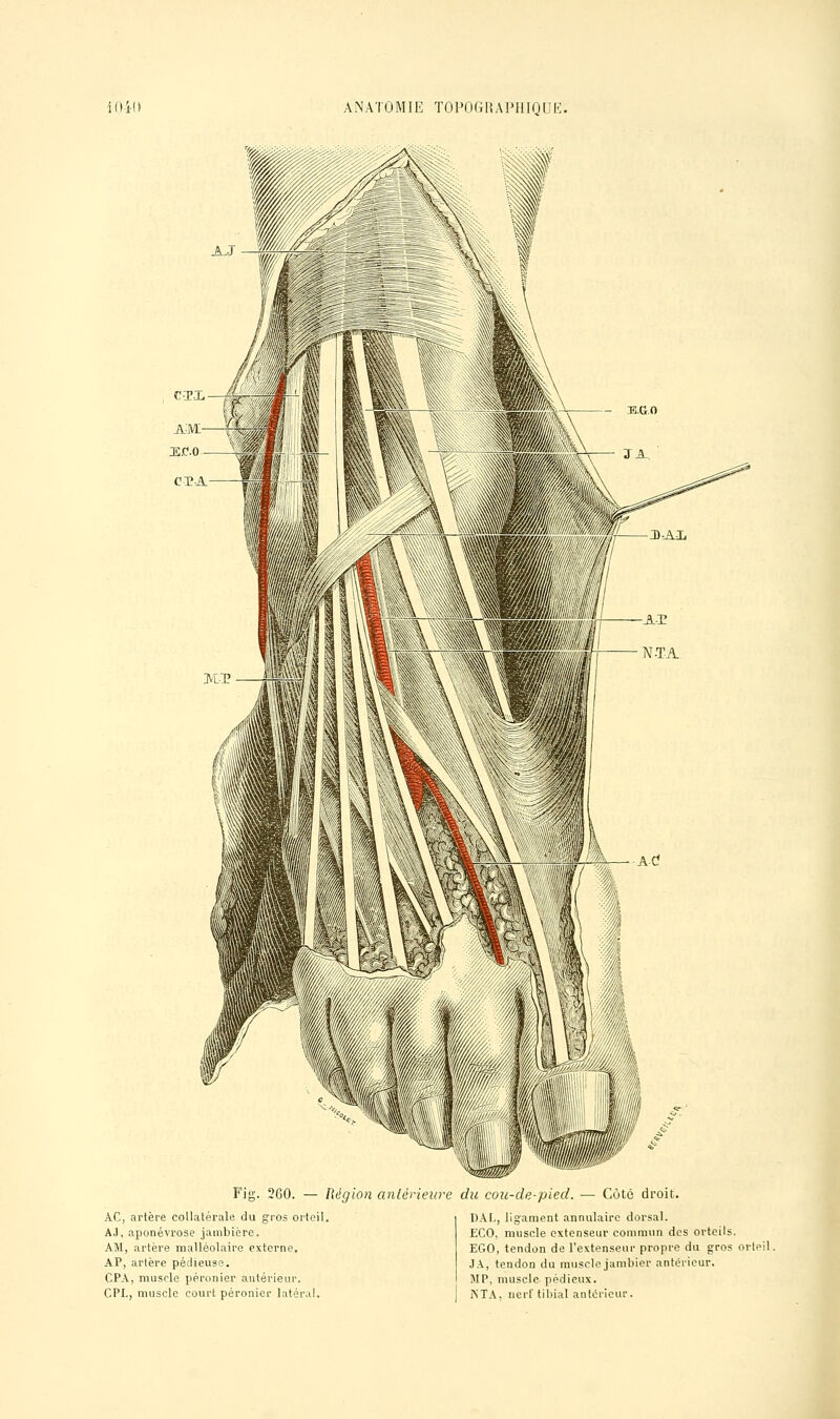 iO-i-H A xNATO MIE TOPOGH A Fil IQ U1 AC, artère collatérale du gros orteil. AJ, aponévrose jambière. AM, artère malléolaire externe. AP, artère pédieuse. CPA, muscle péronier antérieur. CPL, muscle court péronier latér.i Fig. 260. — Région antérieure du cou-de-pied. ■— Côte droit. DAI,, ligament annulaire dorsal. ECO, muscle extenseur commun des orteils. EGO, tendon de l'extenseur propre du gros orteil. JA, tendon du muscle jambier antérieur. MP, muscle pédieux. NT.\, nerf tibial antérieur.