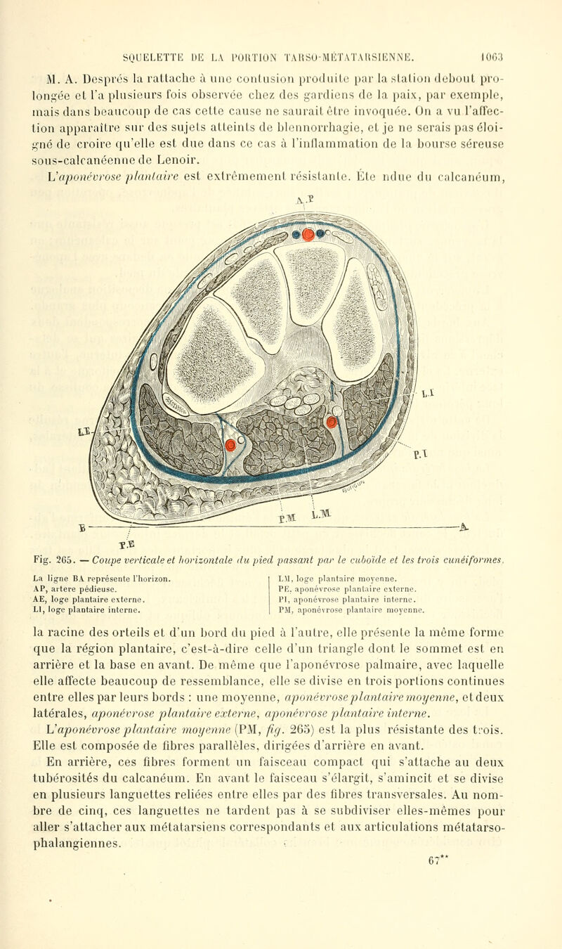 M. A. Després la raUache à uiio conlusion produite i)ai' la slalion deboul pro- longée et l'a plusieurs fois observée chez des gardiens de la paix, par exemple, mais dans beaucoup de cas cette cause ne saurait être invoquée. On a vu l'afïec- tion apparaître sur des sujets atteints de blennorrhagie, et je ne serais pas éloi- gné de croire qu'elle est due dans ce cas à l'inflammation de la bourse séreuse sous-calcanéennede Lenoir. \Japonévrose plantaire est extrêmement résistante. Eté ndue du ralcanéum, Fig. 265. — Coupe verticale et horizontale du pied passant par le cuboïde et les trois cunéiformes. La ligne BA représente Thorizon. AP, artère pédieuse. AE, loge plantaire externe. Ll, loge plantaire interne. LU, loge plantaire moyenne. PE. aponévrose plantaire externe. PI, aponévrose plantaire interne. PM, aponévrose plantaire moyenne. la racine des orteils et d'un bord du pied à l'autre, elle présente la môme forme que la région plantaire, c'est-à-dire celle d'un triangle dont le sommet est en arrière et la base en avant. De même que l'aponévrose palmaire, avec laquelle elle affecte beaucoup de ressemblance, elle se divise en trois portions continues entre elles par leurs bords : une moyenne, aponévrose plantaire moyenne, et deux latérales, aponévrose plantaire externe, aponévrose plantaire interne. Vaponévrose plantaire 'moyenne (PM, fig. 263) est la plus résistante des trois. Elle est composée de fibres parallèles, dirigées d'arrière en avant. En arrière, ces fibres forment un faisceau compact qui s'attache au deux tubérosités du calcanéum. En avant le faisceau s'élargit, s'amincit et se divise en plusieurs languettes reliées entre elles par des fibres transversales. Au nom- bre de cinq, ces languettes ne tardent pas à se subdiviser elles-mêmes pour aller s'attacher aux métatarsiens correspondants et aux articulations métatarso- phalangiennes. 67**