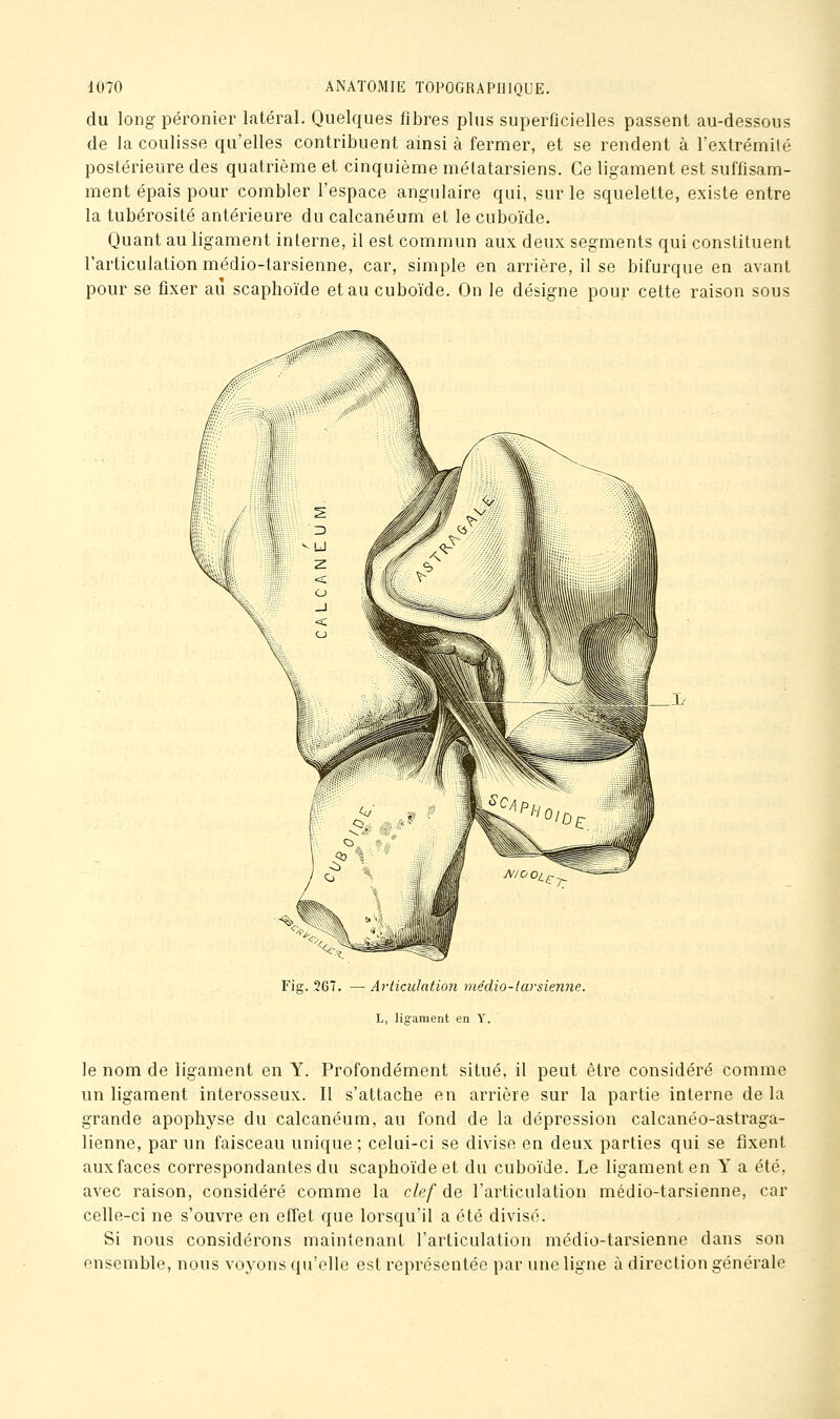 du long péronier latéral. Quelques fibres plus superOcielles passent au-dessous de la coulisse qu'elles contribuent ainsi à fermer, et se rendent à l'extrémilé postérieure des quatrième et cinquième métatarsiens. Ce ligament est suffisam- ment épais pour combler l'espace angulaire qui, sur le squelette, existe entre la tubérosité antérieure du calcanéum et le cuboïde. Quant au ligament interne, il est commun aux deux segments qui constituent l'articulation médio-tarsienne, car, simple en arrière, il se bifurque en avant pour se fixer aii scaphoïde et au cuboïde. On le désigne pour cette raison sous 1/ Fig. 267. — Articulation médio-larsien7ie. L, ligament en Y. le nom de ligament en Y. Profondément situé, il peut être considéré comme un ligament interosseux. Il s'attache en arrière sur la partie interne de la grande apophyse du calcanéum, au fond de la dépression calcanéo-astraga- lienne, par un faisceau unique ; celui-ci se divise en deux parties qui se fixent auxfaces correspondantes du scaphoïde et du cuboïde. Le ligament en Y a été. avec raison, considéré comme la clef de l'articulation médio-tarsienne, car celle-ci ne s'ouvre en effet que lorsqu'il a été divisé. Si nous considérons maintenant l'articulation médio-tarsienne dans son ensemble, nous voyons qu'elle est représentée par une ligne à direction générale