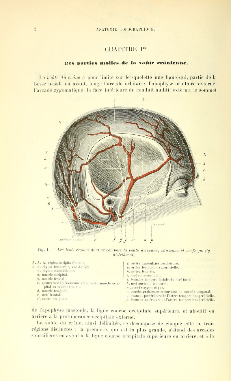 CHAPITRE F nem pni'tios iiiollew ele la voiate cràiiionaie. La voûfe du crâne a pour limite sur le squelette une ligne qui, partie de la bosse nasale en avant, Ifuige l'arcade oi'bitaire, l'apophyse orbilaire externe, l'arcade zygomatique, la l'ace int'érieui'e du conduit auditif externe, le sommet Bf/IL'fr t COLST /// » n Fig. 1. — Les trois régions dont se compose la voûte du crâne; vaisseaux et nerfs qui s'y distiiliuent. A, A, A, région occipito-fi-ontale. B, B, région temporale, vue de face. C, région mastoïdienne. a, muscle occipital. 6. muscle frontal. c, aponévrose épicrûiiienne éteuihi' pital au muscle frontal. d, muscle temporal. e, nerf frontal. e', artère occipitale. lu muscle occi- f, artère auriculaire postérieure. ff, artère temporale superficielle. h, artère frontale. 7, nerf sous-occipital. /, branche temporo-fucialo du nerf facial. /.', nerf auriculo-temporal. m, arcade zygomatique. n. couche graisseuse recouvrant le muscle temporal. 0, branche postérieure de l'artère temporale superficielle. ji, liranche antérieure de l'artère temporale superficielle. de l'apophyse mastoïde, la ligue courbe occipitale supérieure, et aboutit en arrière à la protubérance occipitale externe. La voûte du crâne, ainsi délimitée, se décompose de chaque côté en trois régions distinctes : la première, qui est la plus grande, s'étend des arcades sourcilières en avant à la ligne courbe occipitale supéi'ieure en arrière, et à la
