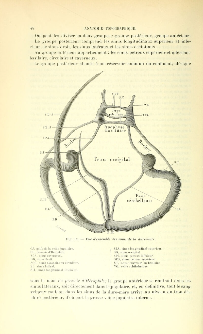 On peut les diviser en deux groupes : groupe postérieur, groupe antérieur. Le groupe postérieur comprend les sinus longitudinaux supérieur et infé- rieur, le sinus droit, les sinus latéraux et les sinus occipitaux. Au groupe antéi'ieui' appartiennent : les sinus pétreux supérieur et inférieur, basilaire, cii'culaire et caverneux. Le groupe postérieur aboutit à un réservoir commun ou continent, désigné s .L. S S.T . S Fig. 13. — yue d'ensemble '/e.v sinus de la dure-mère. GJ. golfe de la veine jugulaire. PH, pressoir d'Hérophile. SCA, sinus caverneux. SD, sinus droit. SCO, sinus coronaire ou circulaire. SL, sinus latéral. SU, sinus longitudinal inférieur. SLS, sinus longitudinal supérieur. SO, sinus occipital. SPI, sinus pétreux inférieur. SPS, sinus pétreux supérieur. ST, sinus transverse ou jjasilaire. VO, veine ophthalmique. sous le nom de pressoir d'Hérophile; le groupe antérieur se rend soit dans les sinus latéraux, soit directement dans lajugulaire, et, en définitive, tout le sang veineux contenu dans les sinus de la dure-mère arrive au niveau du trou dé- chiré postérieur, d'où part la grosse veine jugulaire interne.