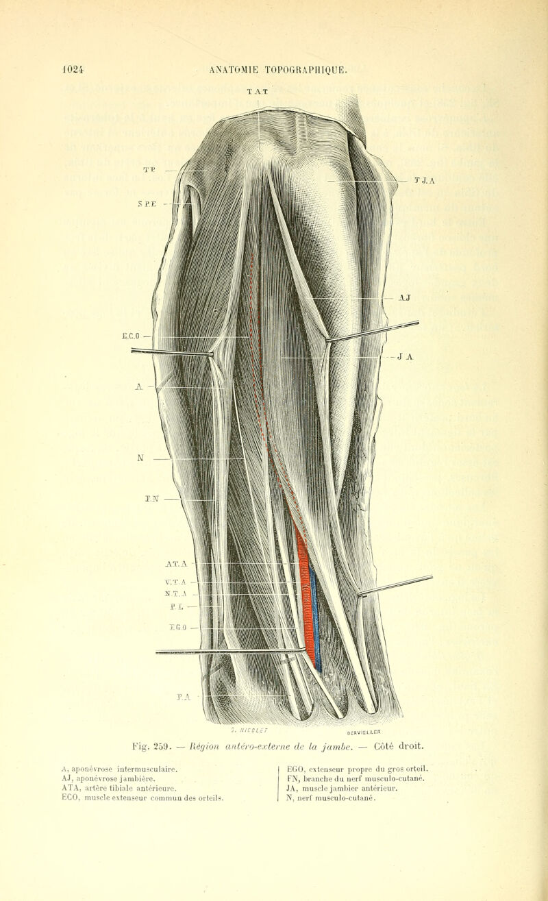 J.A Fig. 259. — Région untéro-extenie de la jambe. — Côté droit. A, aponévrose intermusculaire. AJ, aponévrose jambière. ATA, artère tibiale antérieure. ECO, muscle extenseur commun des orteils. EGO, extenseur propre du gros orteil FN, branche du nerf rausculo-cutané. JA, muscle jambier antérieur. N, nerf niusculo-cutané.