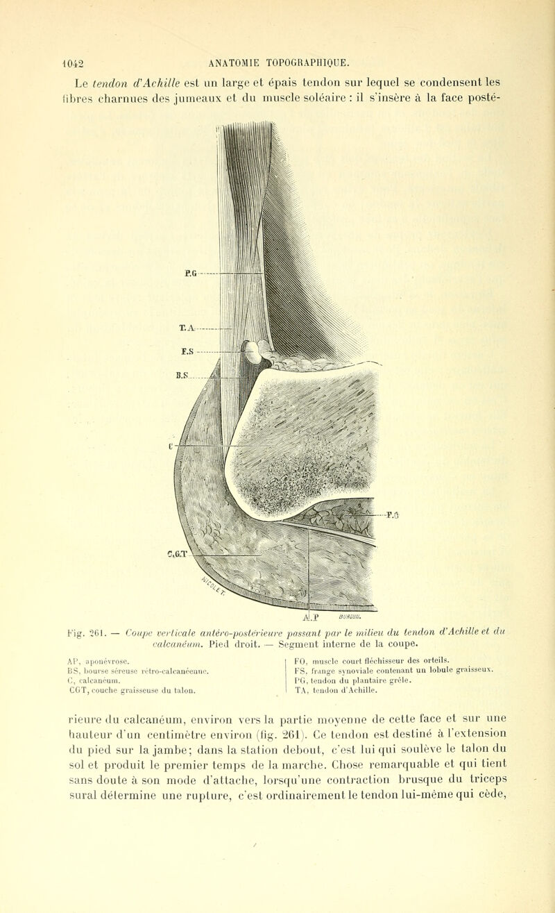 Le tendon d'Achille est un large et épais tendon sur lequel se condensent les fibres charnues des jumeaux et du muscle soléaire : il s'insère à la face posté- p.c Fis?. 261. AP, aponévros BS, bourse séi' (;, calcanéum. CGT, couche AlP Coupe verticale antéro-postérieure passant par le milieu du tendon d'Achille et du calcanéum. Pied droit. — Segment interne de la coupe. ;e. euse rétro-calcanéenuc. sraisseuse du talon. FO, muscle court fléchisseur des orteils. FS, l'range synoviale contenant un lobule graisseux. PG, tendon du plantaire grêle. TA, tendon d'Achille. rieure du calcanéum, environ vers la partie moyenne de cette face et sur une hauteur d'un centimètre environ (fig. 261). Ce tendon est destiné à l'extension du pied sur la jambe; dans la station debout, c'est lui qui soulève le talon du sol et produit le premier temps de la marche. Chose remarquable et qui tient sans doute à son mode d'attache, lorsqu'une contraction brusque du triceps sural détermine une rupture, c'est ordinairement le tendon lui-même qui cède,