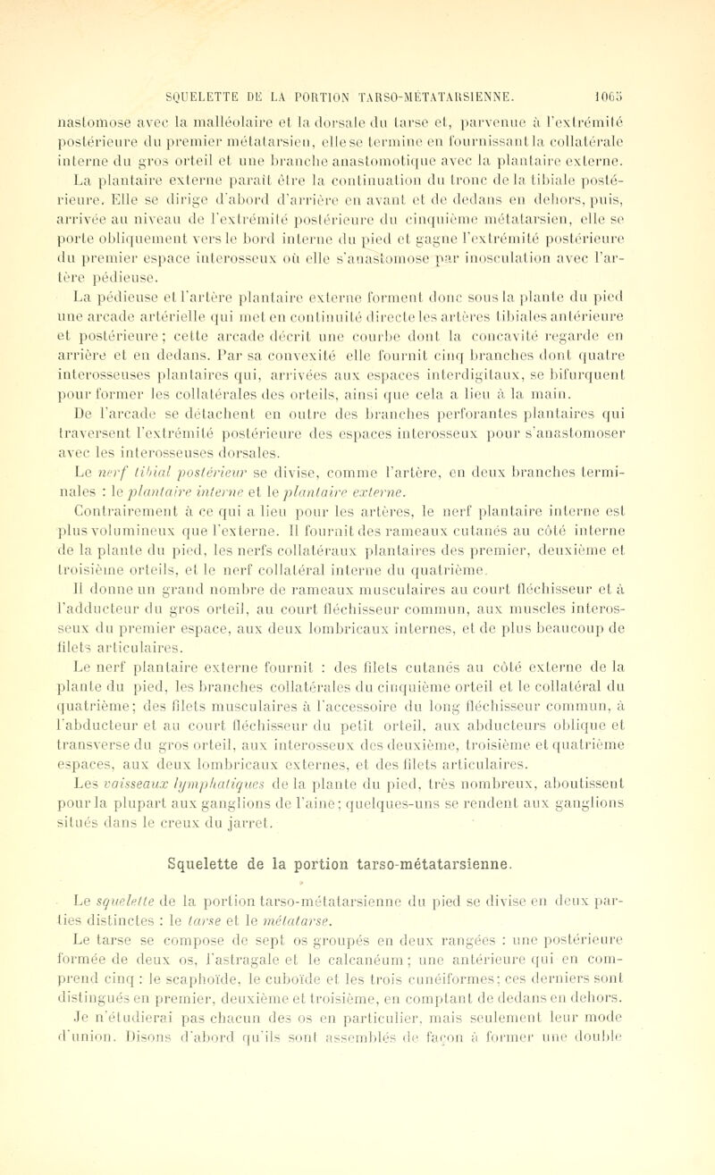 naslomose avec la malléolaire et la dorsale da tarse et, parvenue à l'extrémité postérieure du premier métatarsieu, elle se termine en fournissant la collatérale interne du gros orteil et une branche anastomotique avec la plantaire externe. La plantaire externe parait être la continuation du tronc delatibiale posté- rieure. Elle se dirige dabord d'arrière en avant et de dedans en dehors, puis, arrivée au niveau do l'extrémité poslérieui'c du cinquième métatarsien, elle se porte obliquement vers le bord interne du pied et gagne l'extrémité postérieure du premier espace interosseux où elle s'anastomose par inosculation avec l'ar- tère pédieuse. La pédieuse et l'artère plantaire externe forment donc sous la plante du pied une arcade artérielle qui met en continuité directe les artères tibiales antérieure et postérieure; cette arcade décrit une courbe dont la concavité regarde en arrière et en dedans. Par sa convexité elle fournit cinq branches dont quatre interosseuses plantaires qui, ari-ivées aux espaces interdigitaux, se bifurquent pour former les collatérales des orteils, ainsi que cela a lieu à la main. De l'arcade se détachent en outre des branches perforantes plantaires qui traversent l'extrémité postérieure des espaces interosseux pour s'anastomoser avec les interosseuses dorsales. Le nerf tihial postérieur se divise, comme l'artère, en deux branches termi- nales : le plantaire interne et le plantaire externe. Contrairement à ce qui a lieu pour les artères, le nerf plantaire interne est plus volumineux que l'externe. Il fournit des rameaux cutanés au côté interne de la plante du pied, les nerfs collatéraux plantaires des premier, deuxième et troisième orteils, et le nerf collatéral interne du quatrième. Il donne un grand nombre de rameaux musculaires au court fléchisseur et à l'adducteur du gros orteil, au court fléchisseur commun, aux muscles interos- seux du premier espace, aux deux lombricaux internes, et de plus beaucoup de filets articulaires. Le nerf plantaire externe fournit : des filets cutanés au côté extei'ue de la plante du pied, les branches collatérales du cinquième orteil et le collatéral du quatrième; des filets musculaires à l'accessoire du long fléchisseur commun, à l'abducteur et au court fléchisseur du petit orteil, aux abducteurs oblique et transverse du gros orteil, aux interosseux des deuxième, troisième et quatrième espaces, aux deux lombricaux externes, et des filets articulaires. Les vaisseaux lymphatiques de la plante du pied, très nombreux, aboutissent pour la plupart aux ganglions de l'aine; quelques-uns se rendent aux ganglions situés dans le creux du jarret. Squelette de la portion tarso-métatarsienne. Le squelette de la portion tarso-métatarsienne du pied se divise en deux par- ties distinctes : le tarse et le métatarse. Le tarse se compose de sept os groupés en deux rangées : une postérieure formée de deux os, l'astragale et le calcanéum; une antérieure qui en com- prend cinq : le scaphoïde, le cuboïde et les trois cunéiformes; ces derniers sont distingués en premier, deuxième et troisième, en comptant de dedans en dehors. Je n'étudierai pas chacun des os en particulier, mais seulement leur mode d'union. Disons d'abord qu'ils sont assemblés de façon à former une double