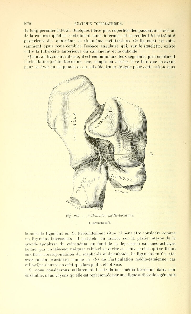 ilu long péronier latéral. Quelques libres plus superficielles passent au-dessous (le la coulisse qu'elles contribuent ainsi à fermer, et se rendent à l'extrémité postérieure des quatrième et cinquième métatarsiens. Ce ligament est suffi- samment épais pour combler l'espace angulaire qui, sur le squelette, existe entre la tubérosité antérieure du calcanéum et le cuboïde. Quant au ligament interne, il est commun aux deux segments qui constituent l'articulation [médio-tarsienne, car, simple en arrière, il se bifurque en avant pour se fixer au scaphoïde et au cuboïde. On le désigne pour cette raison sous Fig. 267. — Articulation médio-tarsienne. L, lio-ameut en Y. le nom de ligament en Y. Profondément situé, il peut être considéré comme un ligament interosseux. Il s'attache en arrière sur la partie interne de la grande apophyse du calcanéum, au fond de la dépression calcanéo-astraga- lienne, par un faisceau unique; celui-ci se divise en deux parties qui se fixent aux faces correspondantes du scaphoïde et du cuboïde. Le ligament en Y a été, avec raison, considéré comme la ch-f de l'articulation médio-tarsienne, car celle-ci^ne s'ouvre en effet que lorsqu'il a été divisé. Si nous considérons maintenant l'articulation médio-tarsienne dans son ensemble, nous voyons qu'elle est représentée par une ligne à direction générale