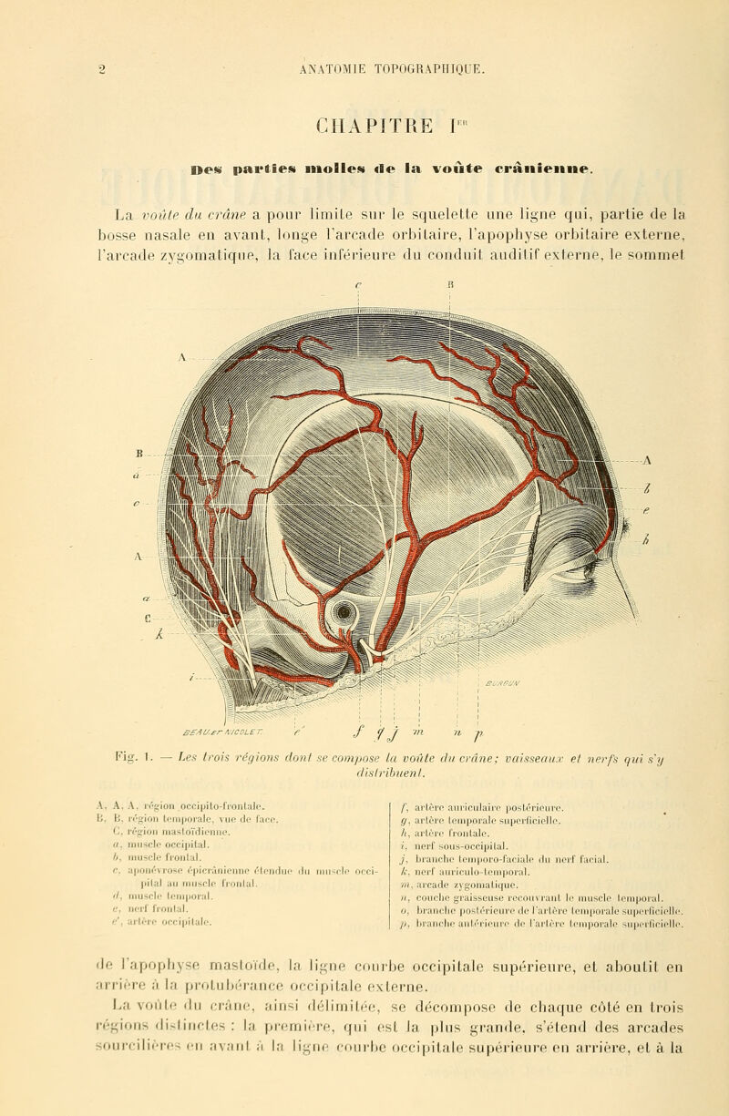 CHAPÎTRE r=^ Oesj parties inolIcM «le la voûte crânienne. La voûte du crâne a pour limite sur le squelette une ligne qui, partie de la bosse nasale en avant, longe Farcade orbitaire, l'apophyse orbitaire externe, l'arcade zygomatique, la face inférieure du conduit auditif externe, le sommet SS^tZ-^r MCOLE r. Fig- '• — ^^e.s troh régions doni se compose la voûte du crâne; vaisseaux et nerfs qui s'y distribuent. A, A, A, i'('!gion occi|jilo-fi'onlalo. /; B, B, irgioii tcni|joi'alo, vue do facp. ff! C, r(?gion niasloïrlieniie. h, a, muscle occijjilal. i, h, muscle fronlal. i. c, ai)Oti(';vrosft ('■picrânicnne rlcnrhn' il i iiiusclo occi- k, pilai au muscle IVonlal. m 'J, muscle leuiporal. n, e, nerf fronlal. 0, e', ai'ltre occipilalo. Ih arlère aiiriculaii'e poslérieure. artère lemporale superficielle, arlère fronlalc. nerf sous-occipiLal. branche leuiporo-facialc liii nerf farial. nerf auriculo-leniporul. , arcade zygomaLique. couche graisseuse rocouvranl le muscle I branche poslérieure de l'arlèrc leni|)oiale branche anl.('rioure de l'arlèrc fem|jorale emporal superfic supei'lic de l'apopliysft mastoïde, la ligue courbe occipitale supérieure, et aboutit en arriére ;i la protubi-rauce occipitale externe. Lfi. voiili' ilii rr.-jnc, ;iinsi déliiuitéo, se décompose de chaque côté en trois régious distinctes : la première, qui est la plus grande, s'étend des arcades soui-ciliéres en avant à la ligne courhe occipitale supérieure eu arriére, et à la