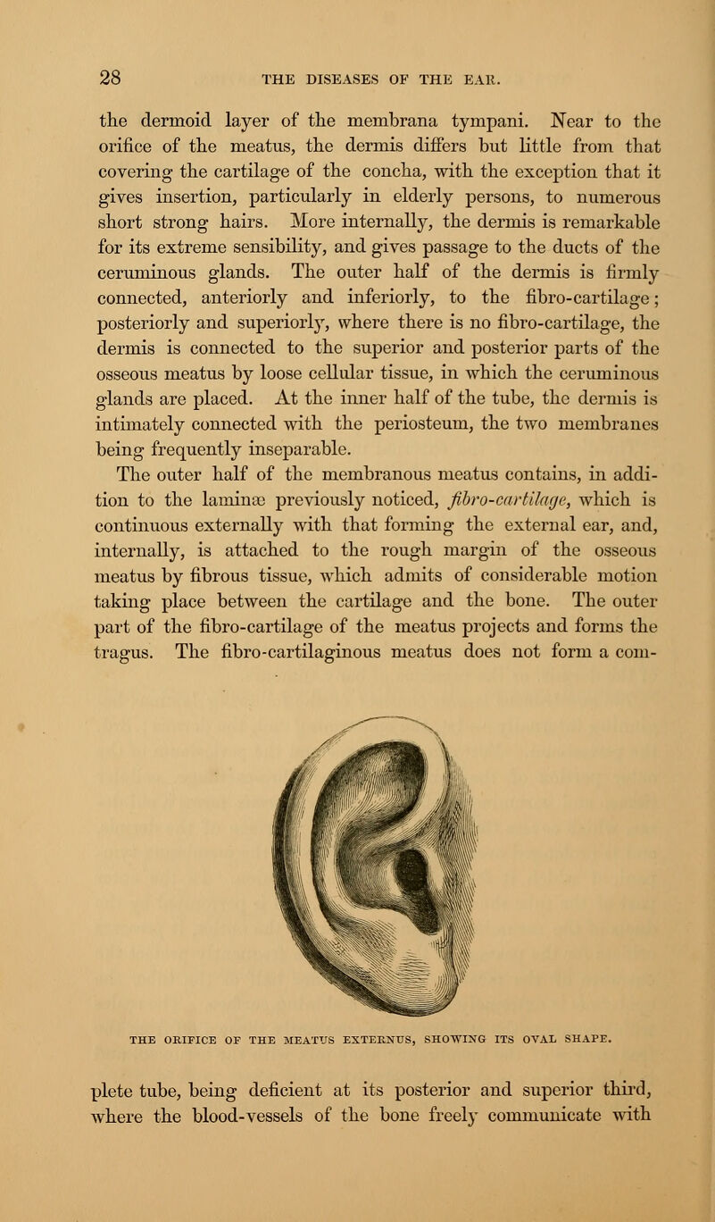 the dermoid layer of the membrana tympani. Near to the orifice of the meatus, the dermis differs but little from that covering the cartilage of the concha, with the exception that it gives insertion, particularly in elderly persons, to numerous short strong hairs. More internally, the dermis is remarkable for its extreme sensibility, and gives passage to the ducts of the ceruminous glands. The outer half of the dermis is firmly connected, anteriorly and inferiorly, to the fibro-cartilage; posteriorly and superiorly, where there is no fibro-cartilage, the dermis is connected to the superior and posterior parts of the osseous meatus by loose cellular tissue, in which the ceruminous glands are placed. At the inner half of the tube, the dermis is intimately connected with the periosteum, the two membranes being frequently inseparable. The outer half of the membranous meatus contains, in addi- tion to the lamina} previously noticed, fibro-cartilage, which is continuous externally with that forming the external ear, and, internally, is attached to the rough margin of the osseous meatus by fibrous tissue, which admits of considerable motion taking place between the cartilage and the bone. The outer part of the fibro-cartilage of the meatus projects and forms the tragus. The fibro-cartilaginous meatus does not form a com- THE ORIFICE OF THE MEATUS EXTEKNUS, SHOWING ITS OVAL SHAPE. plete tube, being deficient at its posterior and superior third, where the blood-vessels of the bone freely communicate with