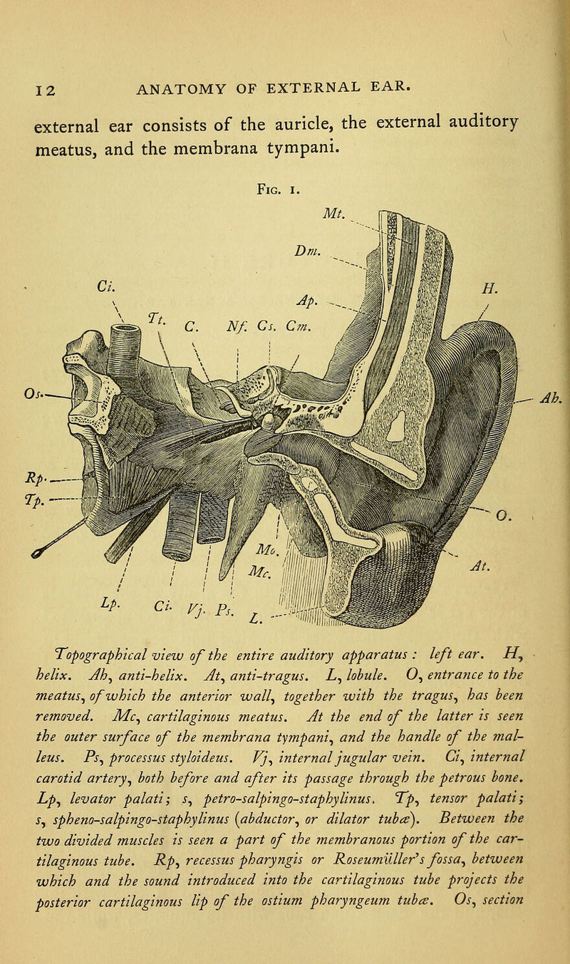 external ear consists of the auricle, the external auditory meatus, and the membrana tympani. Fig. i. Mt. Oa>>. Dm. Ap. Nf. Cs, Cm. Ofi^-WMM - ■J M «k 3 - ■ ■ ' 'lit HI - %&/ '' l WW rp.------nwMm , -_:v ■ f fL . :f IMF ' / IF £a c/. ^•. 1 *■ A z. --IB ^/. Topographical view of the entire auditory apparatus : left ear. H, helix. Ah, anti-helix. At, anti-tragus. L, lobule. O, entrance to the meatus, of which the anterior wall, together with the tragus, has been removed. Mc, cartilaginous meatus. At the end of the latter is seen the outer surface of the membrana tympani, and the handle of the mal- leus. Ps, processus styloideus. Vj, internal jugular vein. Ci, internal carotid artery, both before and after its passage through the petrous bone. Lp, levator palati; s, petro-salpingo-staphylinus\ Tp, tensor palati; s, spheno-salpingo-staphylinus (abductor, or dilator tubes). Between the two divided muscles is seen a part of the membranous portion of the car- tilaginous tube. Rp, recessus pharyngis or Roseumilller's fossa, between which and the sound introduced into the cartilaginous tube projects the posterior cartilaginous lip of the ostium pharyngeum tubes. Os, section