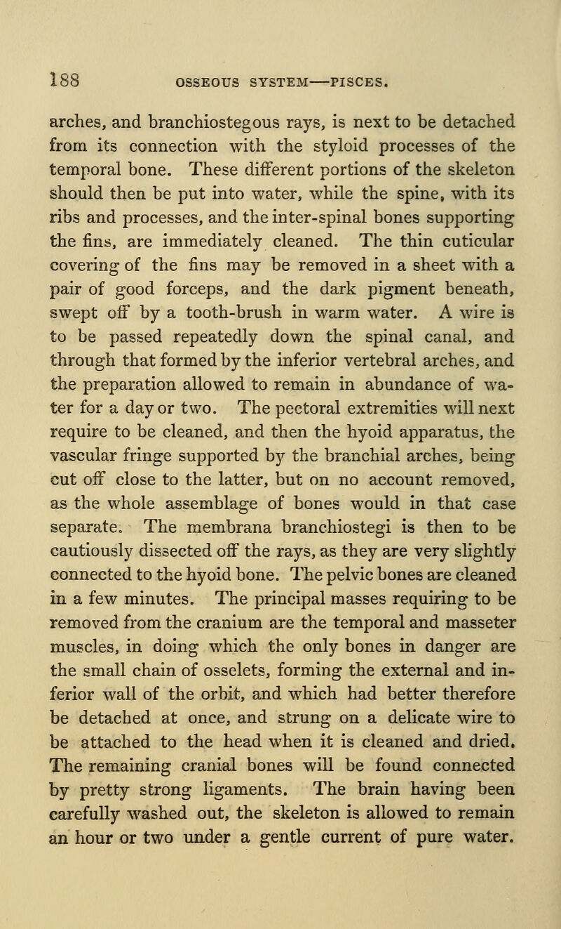 arches, and branchiostegous rays, is next to be detached from its connection with the styloid processes of the temporal bone. These different portions of the skeleton should then be put into water, while the spine, with its ribs and processes, and the inter-spinal bones supporting the fins, are immediately cleaned. The thin cuticular covering of the fins may be removed in a sheet with a pair of good forceps, and the dark pigment beneath, swept oit by a tooth-brush in warm water. A wire is to be passed repeatedly down the spinal canal, and through that formed by the inferior vertebral arches, and the preparation allowed to remain in abundance of wa- ter for a day or two. The pectoral extremities will next require to be cleaned, and then the hyoid apparatus, the vascular fringe supported by the branchial arches, being cut off close to the latter, but on no account removed, as the whole assemblage of bones would in that case separateo The membrana branchiostegi is then to be cautiously dissected off the rays, as they are very slightly connected to the hyoid bone. The pelvic bones are cleaned in a few minutes. The principal masses requiring to be removed from the cranium are the temporal and masseter muscles, in doing which the only bones in danger are the small chain of osselets, forming the external and in- ferior wall of the orbit, and which had better therefore be detached at once, and strung on a delicate wire to be attached to the head when it is cleaned and dried. The remaining cranial bones will be found connected by pretty strong ligaments. The brain having been carefully washed out, the skeleton is allowed to remain an hour or two under a gentle current of pure water.