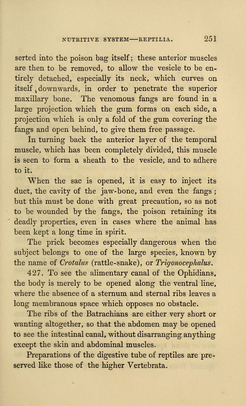 serted into the poison bag itself; these anterior muscles are then to be removed, to allow the vesicle to be en- tirely detached, especially its neck, which curves on itself ^ downwards, in order to penetrate the superior maxillary bone. The venomous fangs are found in a large projection which the gum forms on each side, a projection which is only a fold of the gum covering the fangs and open behind, to give them free passage. In turning back the anterior layer of the temporal muscle, which has been completely divided, this muscle is seen to form a sheath to the vesicle, and to adhere to it. When the sac is opened, it is easy to inject its duct, the cavity of the jaw-bone, and even the fangs ; but this must be done with great precaution, so as not to be wounded by the fangs, the poison retaining its deadly properties, even in cases where the animal has been kept a long time in spirit. The prick becomes especially dangerous when the subject belongs to one of the large species, known by the name of Crotalus (rattle-snake), or Trigonocephalus. 4:'21. To see the alimentary canal of the Ophidians, the body is merely to be opened along the ventral line, where the absence of a sternum and sternal ribs leaves a long membranous space which opposes no obstacle. The ribs of the Batrachians are either very short or wanting altogether, so that the abdomen may be opened to see the intestinal canal, without disarranging anything except the skin and abdominal muscles. Preparations of the digestive tube of reptiles are pre- served like those of the higher Vertebrata.