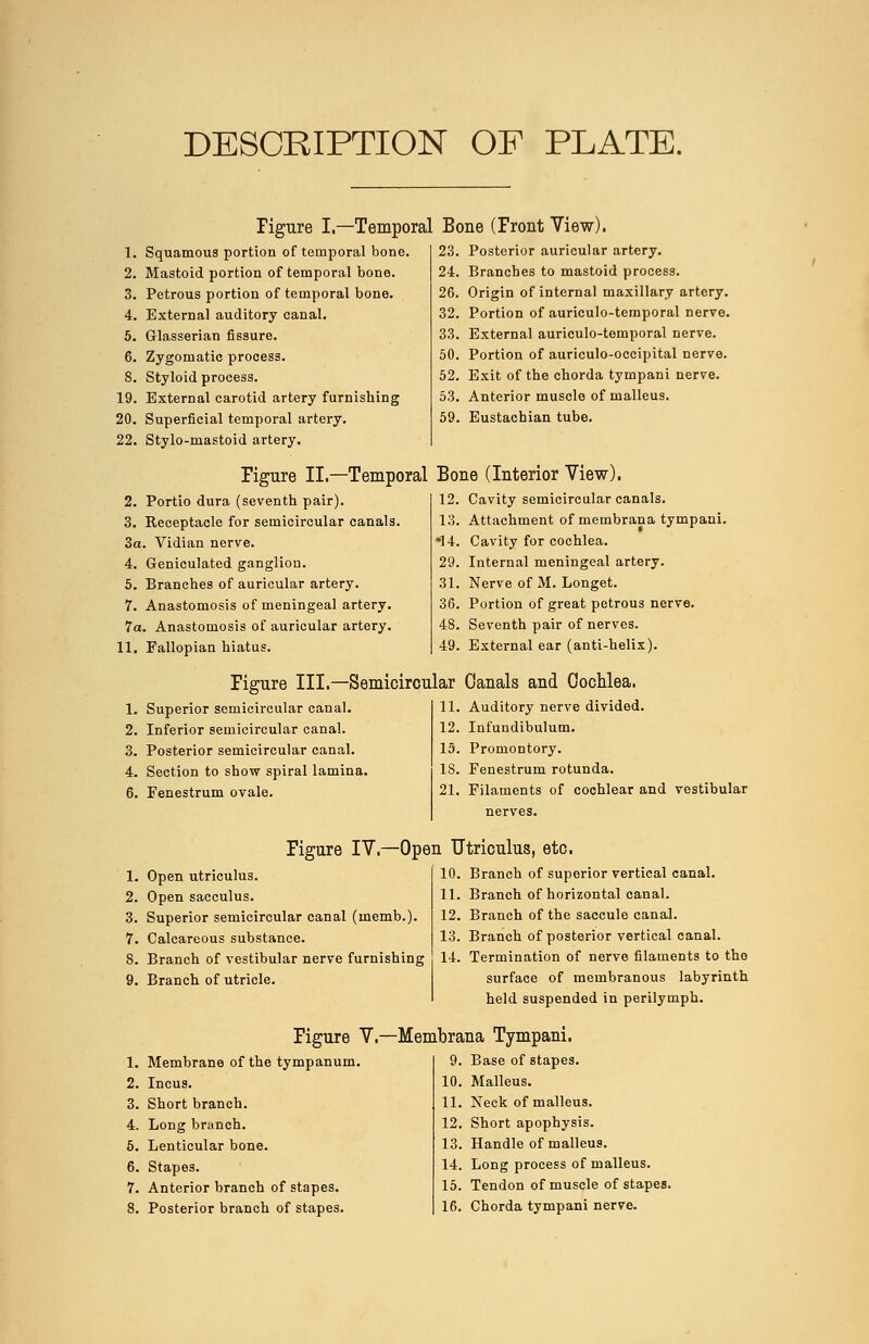 DESCRIPTION OF PLATE. Figure I.—Temporal Bone (Front View). 1. Squamous portion of temporal bone. 2. Mastoid portion of temporal bone. 3. Petrous portion of temporal bone. 4. External auditory canal. 5. Glasserian fissure. 6. Zygomatic process. 8. Styloid process. 19. External carotid artery furnishing 20. Superficial temporal artery. 22. Stylo-mastoid artery. 23. Posterior auricular artery. 24. Branches to mastoid process. 26. Origin of internal maxillary artery. 32. Portion of auriculo-temporal nerve. 33. External auriculo-temporal nerve. 50. Portion of auriculo-occipital nerve. 52. Exit of the chorda tympani nerve. 53. Anterior muscle of malleus. 59. Eustachian tube. Figure II.—Temporal Bone (Interior View). 12. Cavity semicircular canals. 13. Attachment of membrana tympani. '14. Cavity for cochlea. 29. Internal meningeal artery. 31. Nerve of M. Longet. 36. Portion of great petrous nerve. 48. Seventh pair of nerves. 49. External ear (anti-helix). 2. Portio dura (seventh pair). 3. Receptacle for semicircular canals 3a. Vidian nerve. 4. Geniculated ganglion. 5. Branches of auricular artery. 7. Anastomosis of meningeal artery. la. Anastomosis of auricular artery. 11. Fallopian hiatus. Figure III.—Semicircular Canals and Cochlea. 1. Superior semicircular canal. 2. Inferior semicircular canal. 3. Posterior semicircular canal. 4. Section to show spiral lamina. 6. Fenestrum ovale. 11. Auditory nerve divided. 12. Infundibulum. 15. Promontory. IS. Fenestrum rotunda. 21. Filaments of cochlear and vestibular nerves. 1. Open utriculus. 2. Open sacculus. 3. Superior semicircular canal (inemb.). 7. Calcareous substance. 8. Branch of vestibular nerve furnishing 9. Branch of utricle. Figure IV.—Open Utriculus, etc. 10. Branch of superior vertical canal. 11. Branch of horizontal canal. 12. Branch of the saccule canal. 13. Branch of posterior vertical canal. 14. Termination of nerve filaments to the surface of membranous labyrinth held suspended in perilymph. Figure V.—Membrana Tympani. 1. Membrane of the tympanum. 2. Incus. 3. Short branch. 4. Long branch. 5. Lenticular bone. 6. Stapes. 7. Anterior branch of stapes. 9. Base of stapes. 10. Malleus. 11. Neck of malleus. 12. Short apophysis. 13. Handle of malleus. 14. Long process of malleus. 15. Tendon of muscle of stapes.
