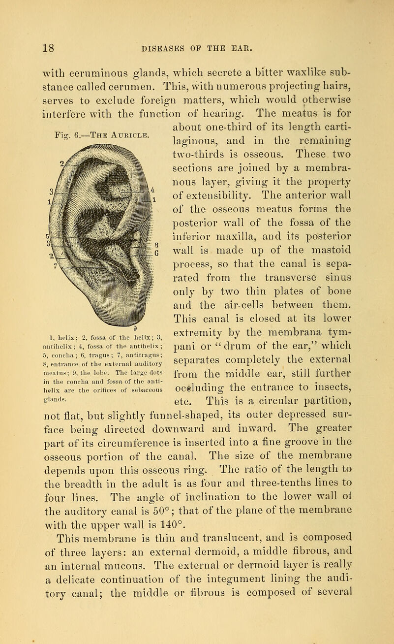 Fig. 6.—The Auricle. with ceruminous glands, which secrete a bitter waxlike sub- stance called cerumen. This, with numerous projecting hairs, serves to exclude foreign matters, which would otherwise interfere with the function of hearing. The meatus is for about one-third of its length carti- laginous, and in the remaining two-thirds is osseous. These two sections are joined by a membra- nous layer, giving it the property of extensibility. The anterior wall of the osseous meatus forms the posterior wall of the fossa of the inferior maxilla, and its posterior wall is made up of the mastoid process, so that the canal is sepa- rated from the transverse sinus only by two thin plates of bone and the air-cells between them. This canal is closed at its lower extremity by the membrana tym- pani or  drum of the ear, which separates completely the external from the middle ear, still further oc«luding the entrance to insects, etc. This is a circular partition, not flat, but slightly funnel-shaped, its outer depressed sur- face being directed downward and inward. The greater part of its circumference is inserted into a fine groove in the osseous portion of the canal. The size of the membrane depends upon this osseous ring. The ratio of the length to the breadth in the adult is as four and three-tenths lines to four lines. The angle of inclination to the lower wall ol the auditory canal is 50°; that of the plane of the membrane with the upper wall is 140°. This membrane is thin and translucent, and is composed of three layers: an external dermoid, a middle fibrous, and an internal mucous. The external or dermoid layer is really a delicate continuation of the integument lining the audi- tory canal; the middle or fibrous is composed of several 1, helix; 2, fossa of the helix; 3, antihelix ; 4, fossa of the antihelix; 5, concha; 6, tragus ; 7, antitragus; 8, entrance of the external auditory meatus; 9, the lobe. The large dots in the concha and fossa of the anti- helix are the orifices of sebaceous glands.