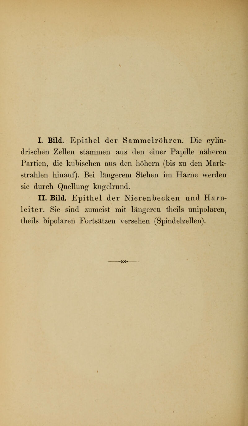 L Bild. Epithel der Sammelröhren. Die cylin- drischen Zellen stammen aus den einer Papille näheren Partien, die kubischen aus den höhern (bis zu den Mark- strahlen hinauf). Bei längerem Stehen im Harne werden sie durch Quellung kugelrund. IL Bild. Epithel der Nierenbecken und Harn- leiter. Sie sind zumeist mit längeren theils unipolaren^ theils bipolaren Fortsätzen versehen (Spindelzellen).
