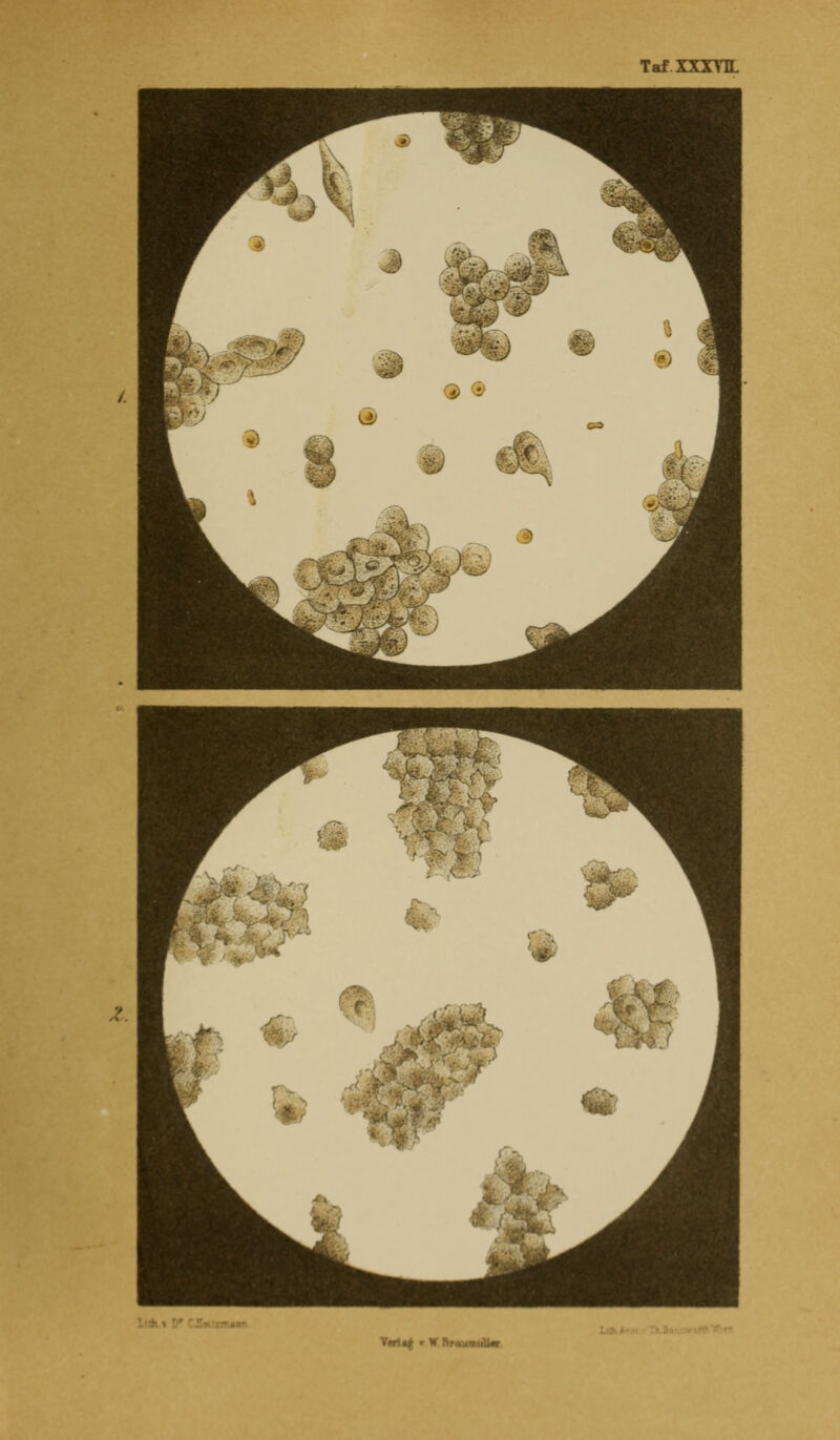 .>^ . r,f ' f Taf «1 r V RrauiwdW.